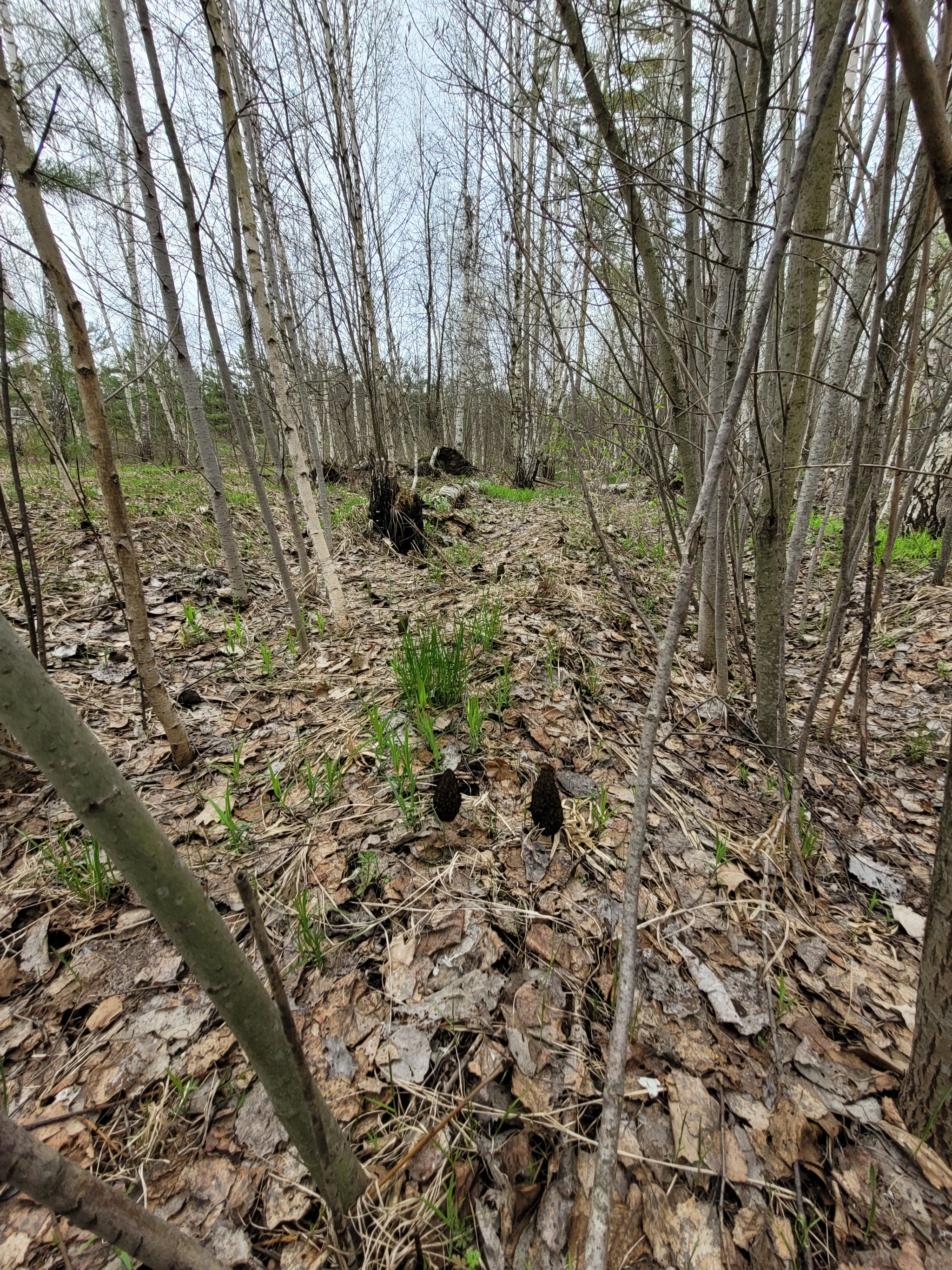 The first morels of 2022 - My, Mushrooms, Spring, Lipetsk region, Longpost