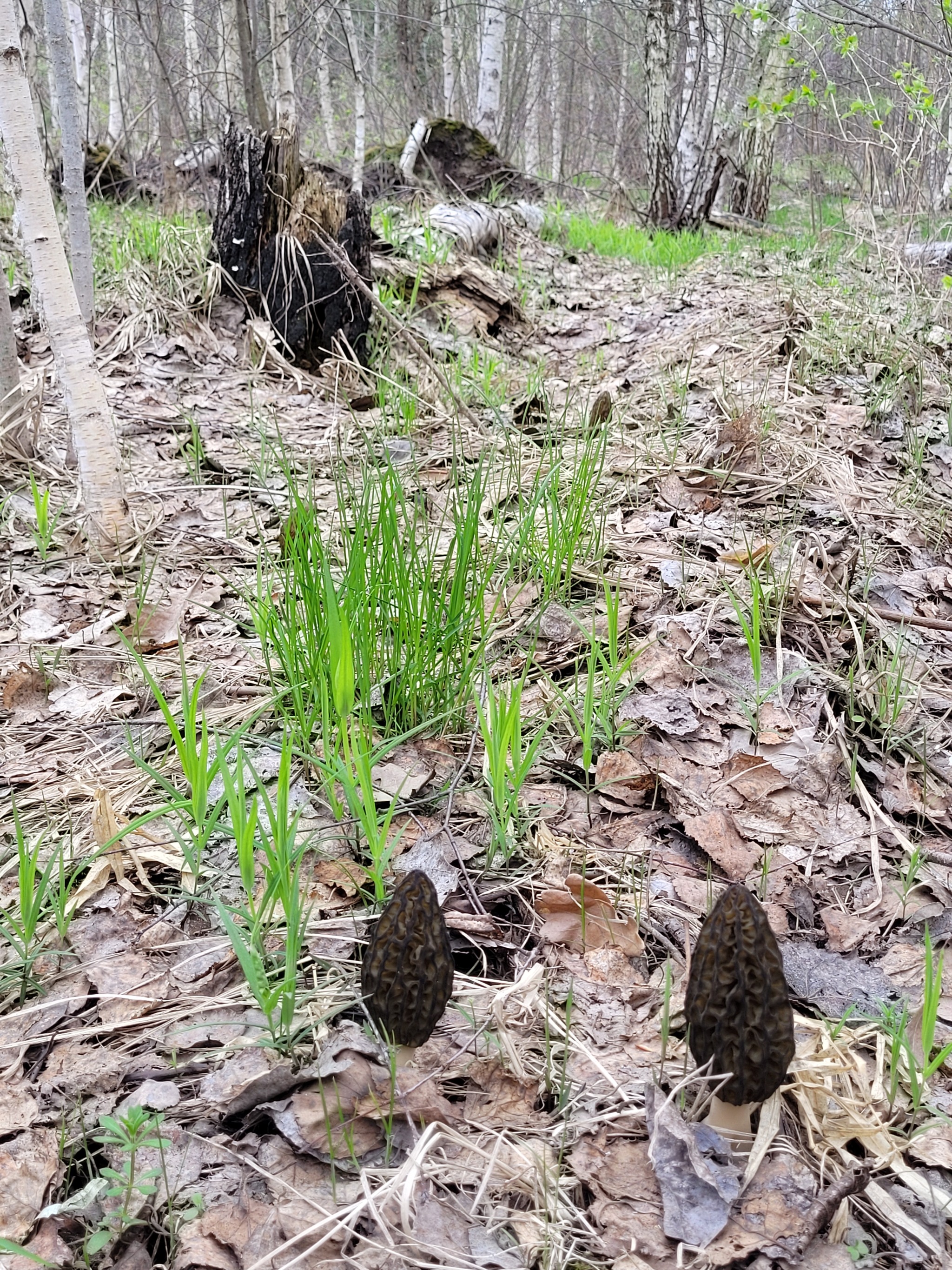 The first morels of 2022 - My, Mushrooms, Spring, Lipetsk region, Longpost