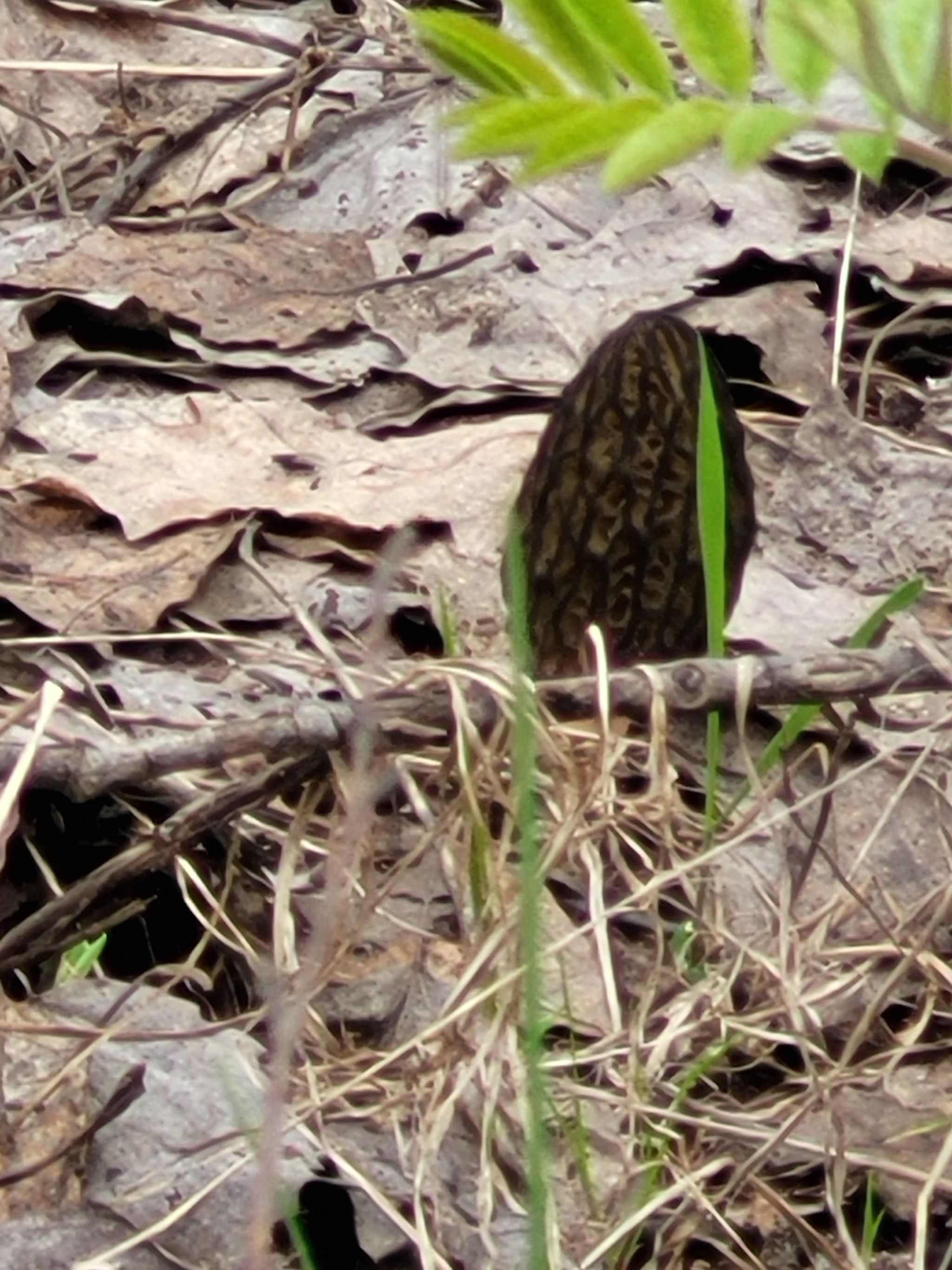 The first morels of 2022 - My, Mushrooms, Spring, Lipetsk region, Longpost