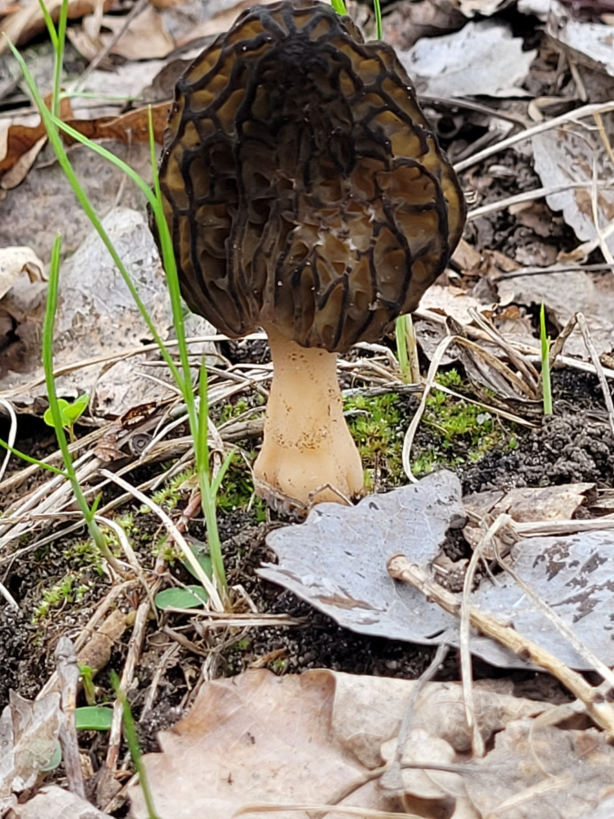 The first morels of 2022 - My, Mushrooms, Spring, Lipetsk region, Longpost