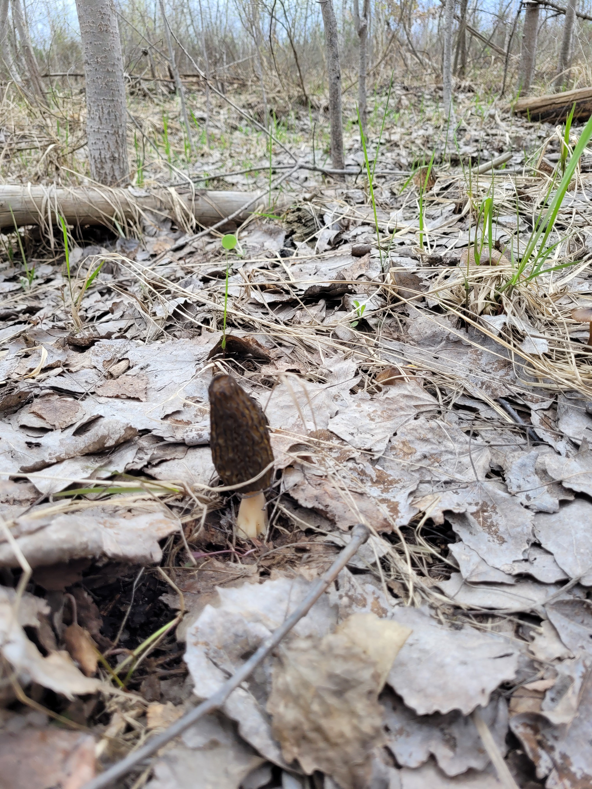 The first morels of 2022 - My, Mushrooms, Spring, Lipetsk region, Longpost