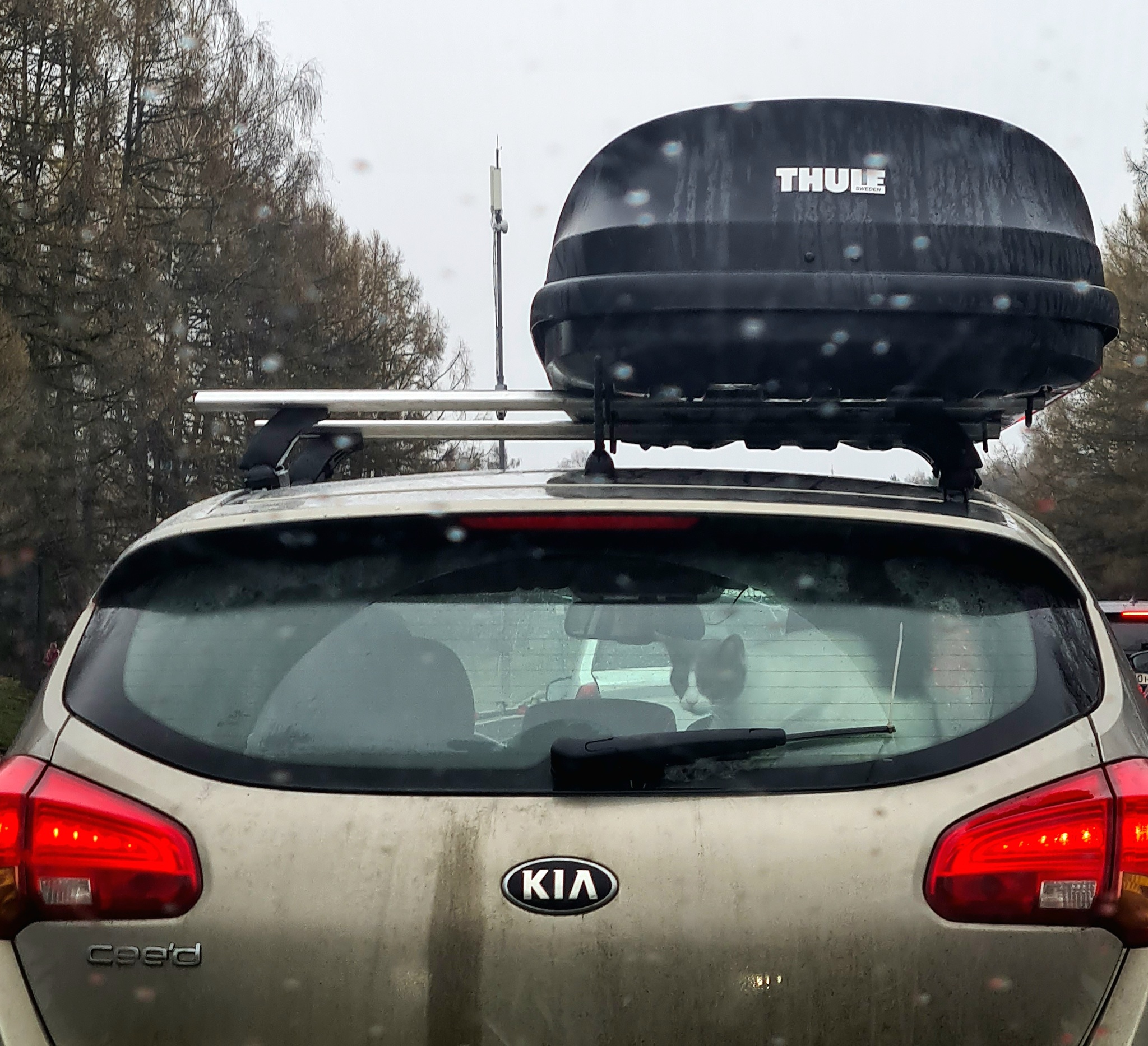 Furry Passenger - My, cat, Auto