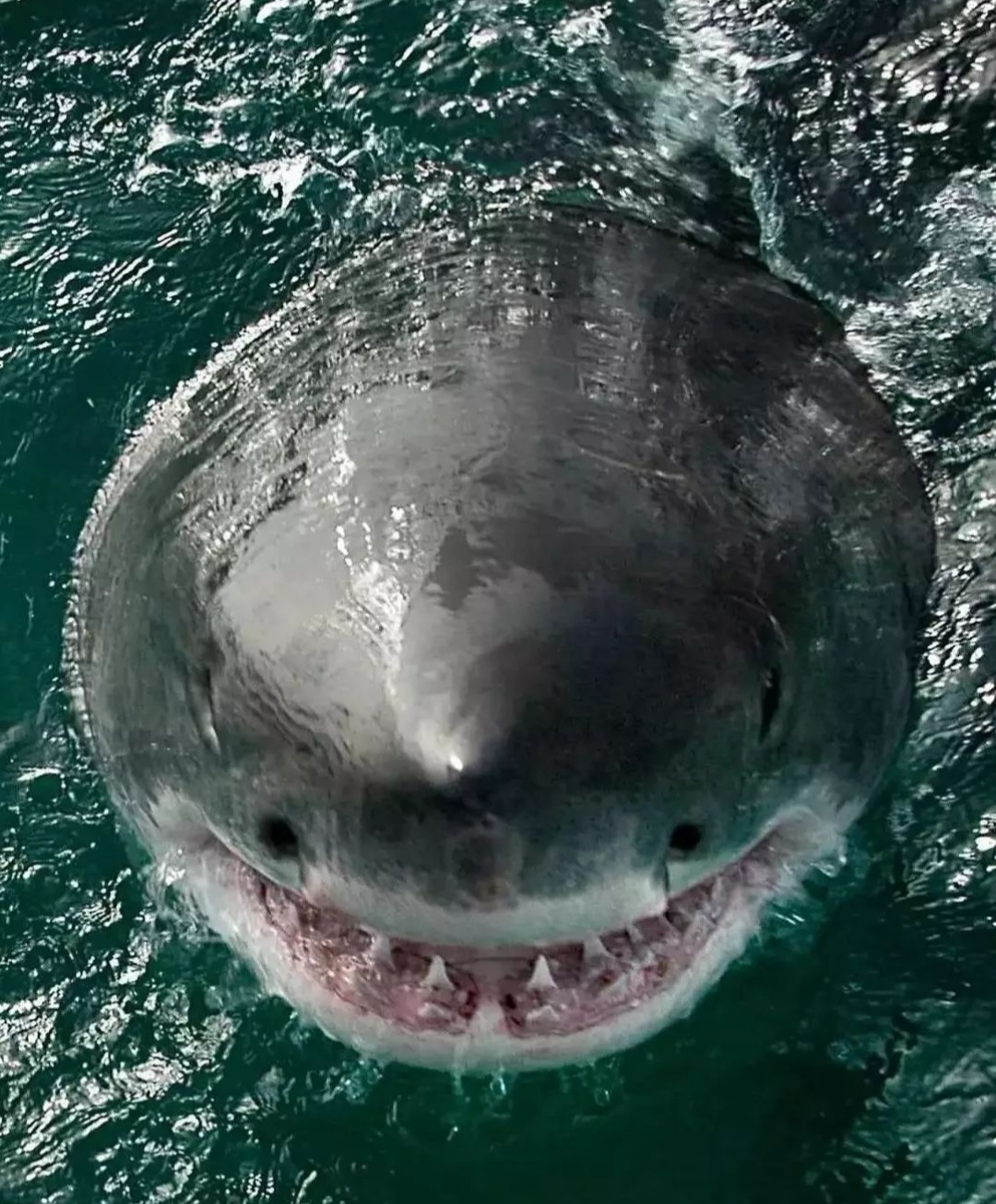 When asked to smile in the photo - The photo, Wild animals, Shark, Marine life, Smile, Longpost