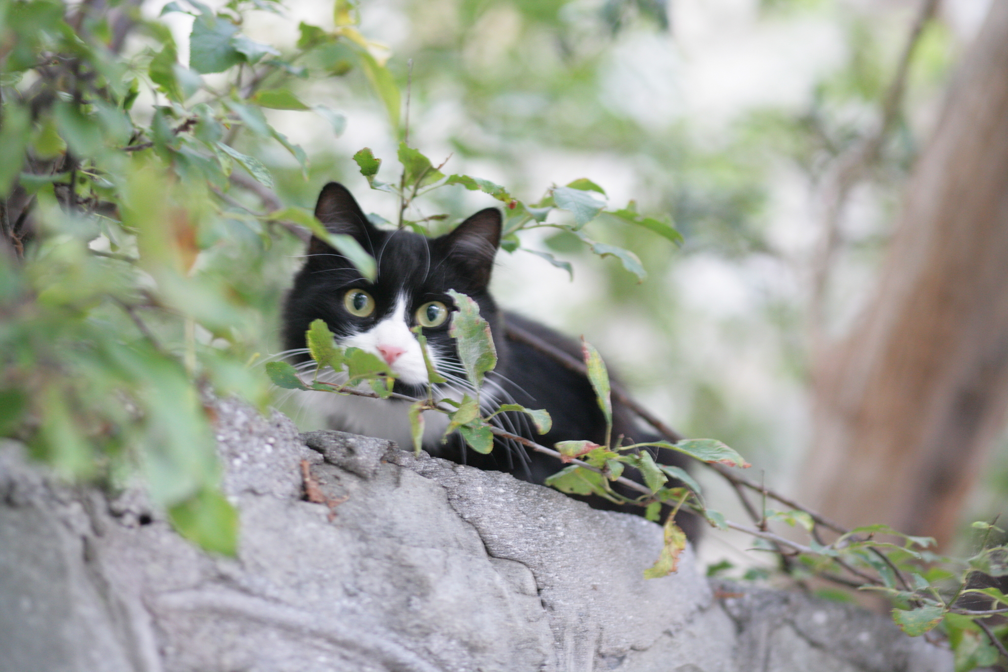 Yalta is the city of cats! And Gurzuf too... - My, Black cat, Tricolor cat, Fat cats, Paws, Kittens, cat, Longpost