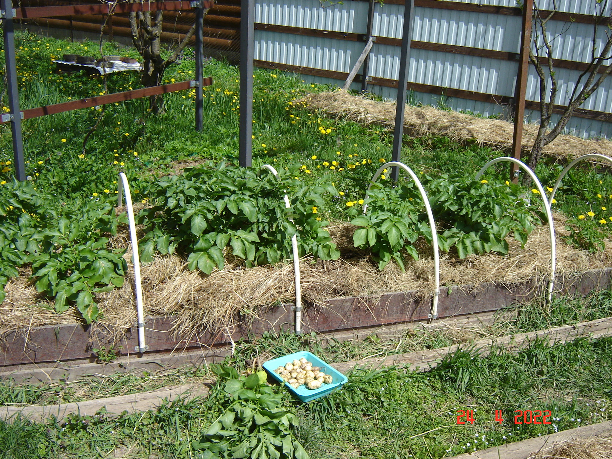 First potato. Krasnodar Krai - My, Краснодарский Край, Potato, Harvest, Longpost