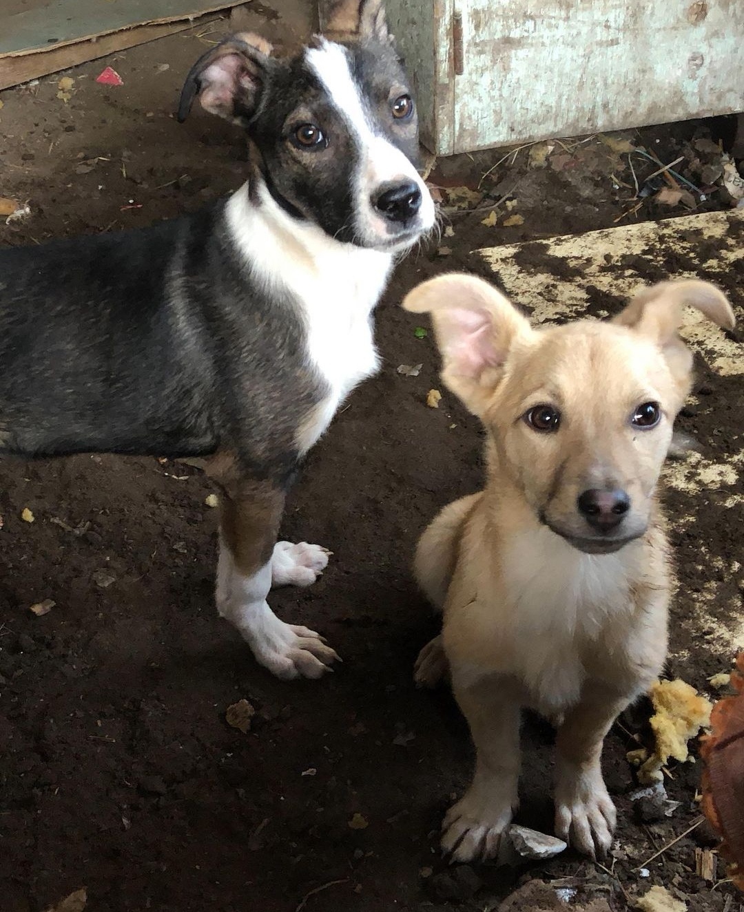 3 puppies - teenagers in Krasnodar are urgently looking for a house or curators. The children were saved by the children! - My, Dog, Kindness, Curator, Puppies, Krasnodar, Children, Parents and children, Longpost, In good hands