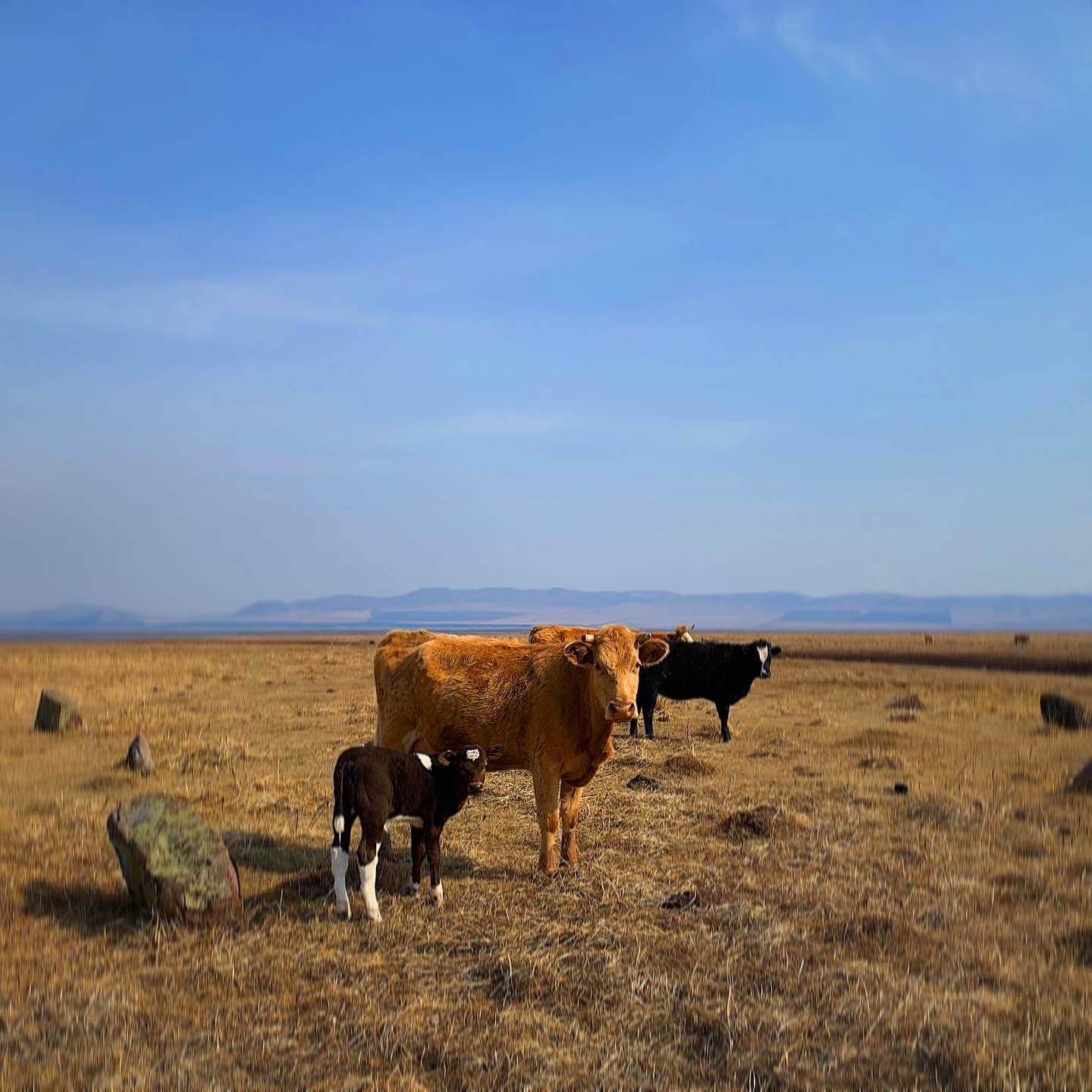 Life goes on - My, Cow, Calf, Nature, Khakassia, Mobile photography