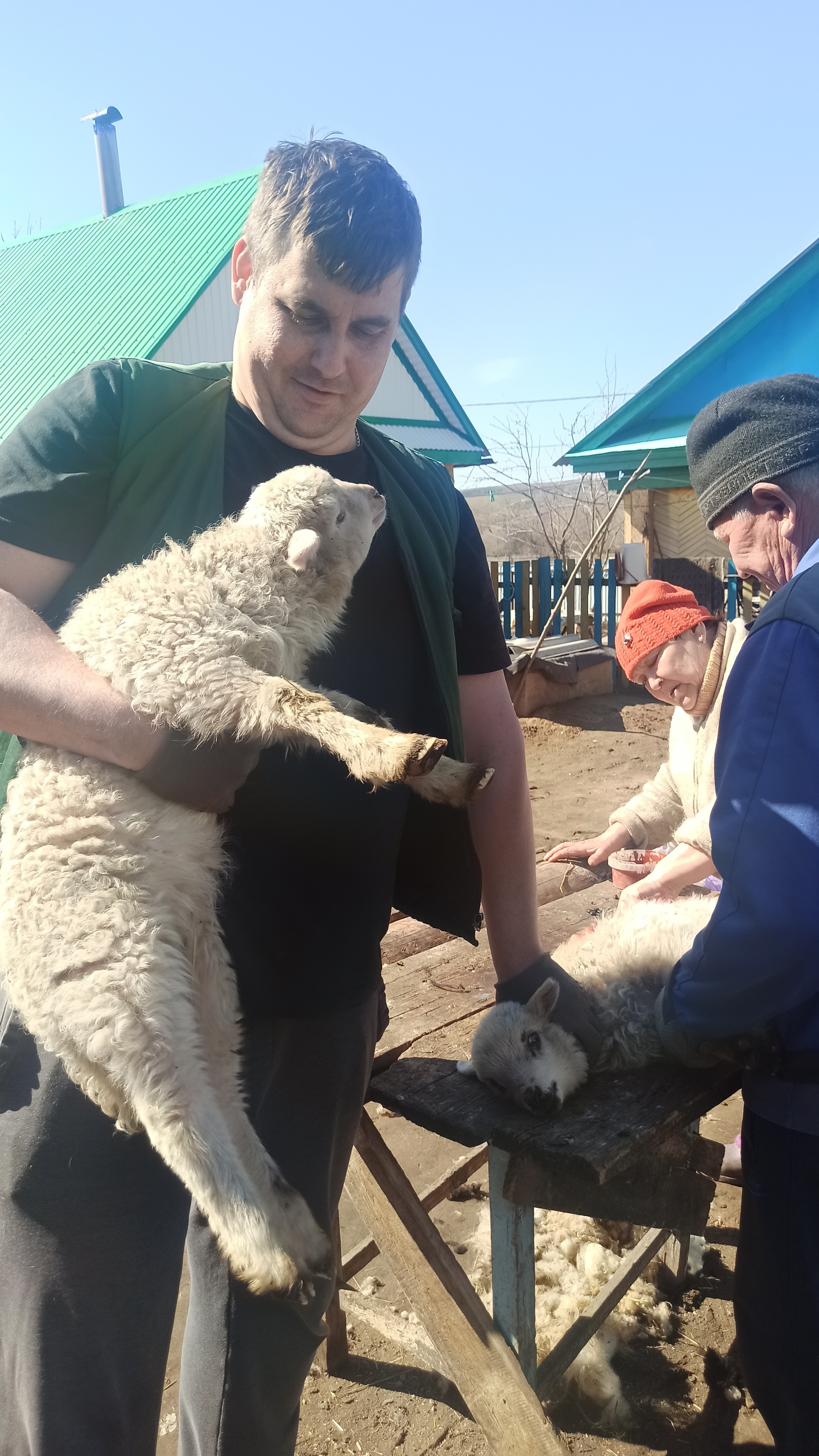 Собаки кошки, вот вам барашки - Моё, Бараны, Фотография, Выходные, Теща, Длиннопост