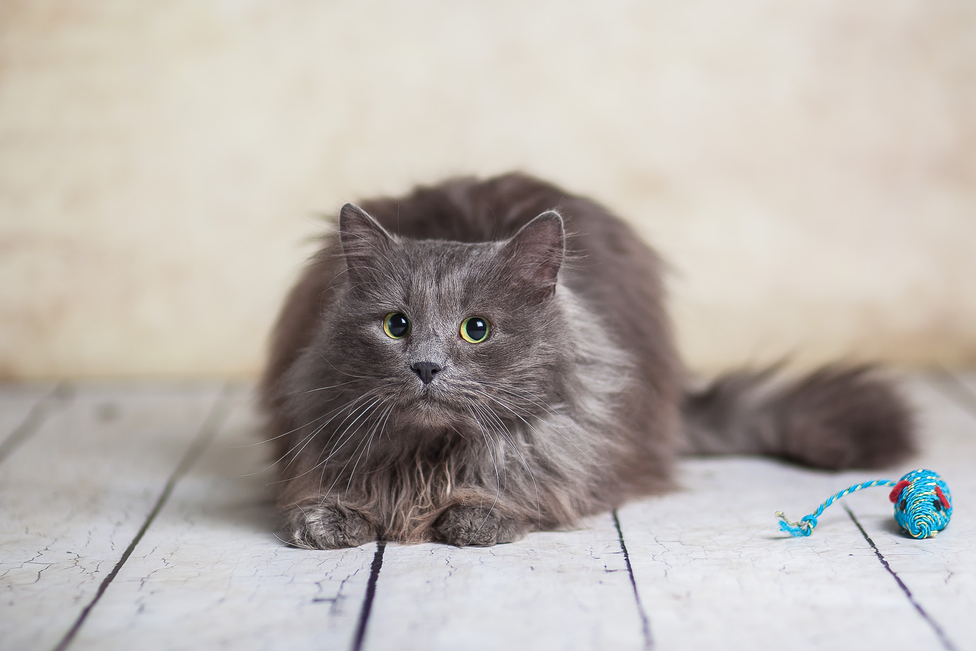 Kote is looking for a home - My, No rating, Longpost, Moscow region, Moscow, Fluffy, In good hands, cat