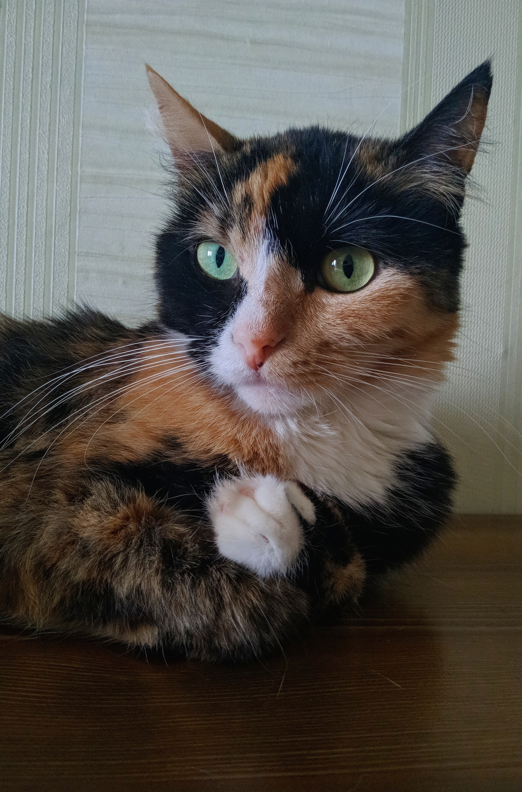 Spice - My, cat, Tricolor cat, Milota, Pets