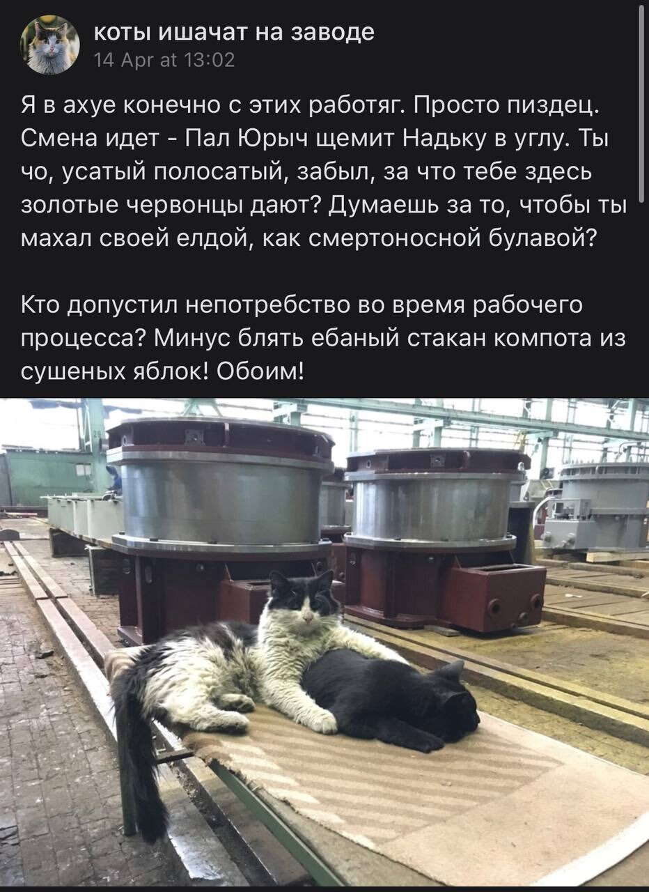 Коты ишачат на заводе - Кот, Завод, Юмор, Длиннопост, Скриншот, Мат