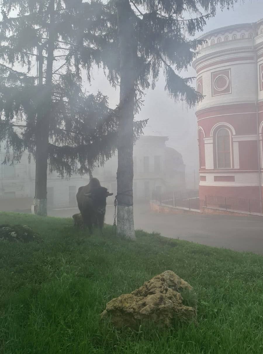 A real bison walks in the city center! - Buffalo, Escape from the cage, Animals, Kursk region, Longpost