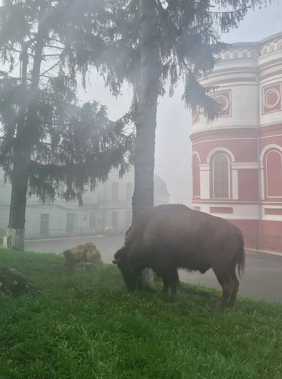 A real bison walks in the city center! - Buffalo, Escape from the cage, Animals, Kursk region, Longpost