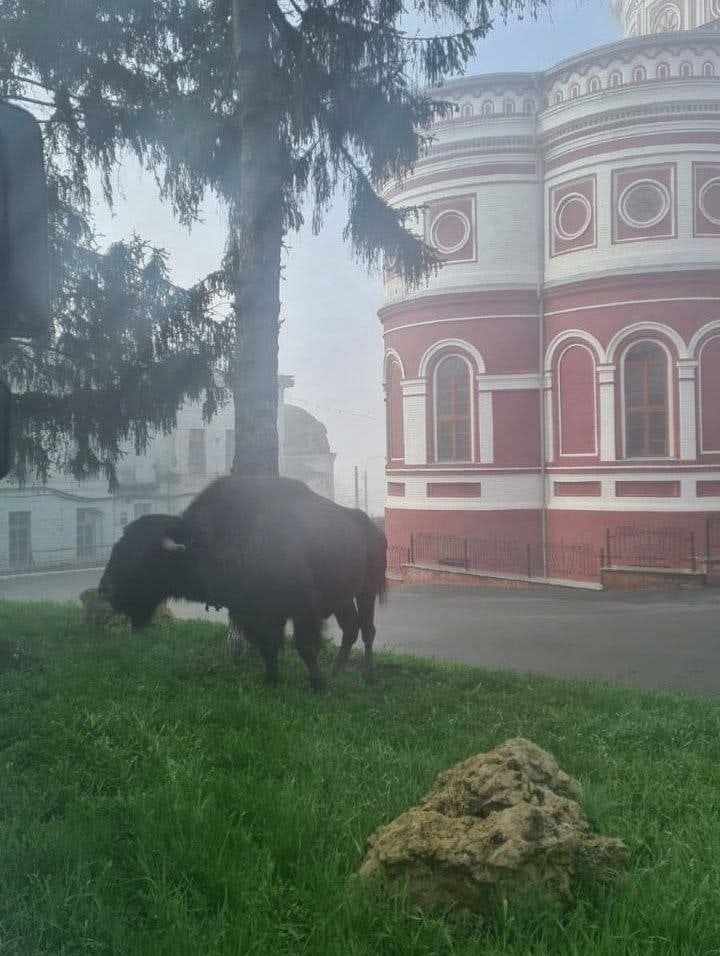 A real bison walks in the city center! - Buffalo, Escape from the cage, Animals, Kursk region, Longpost