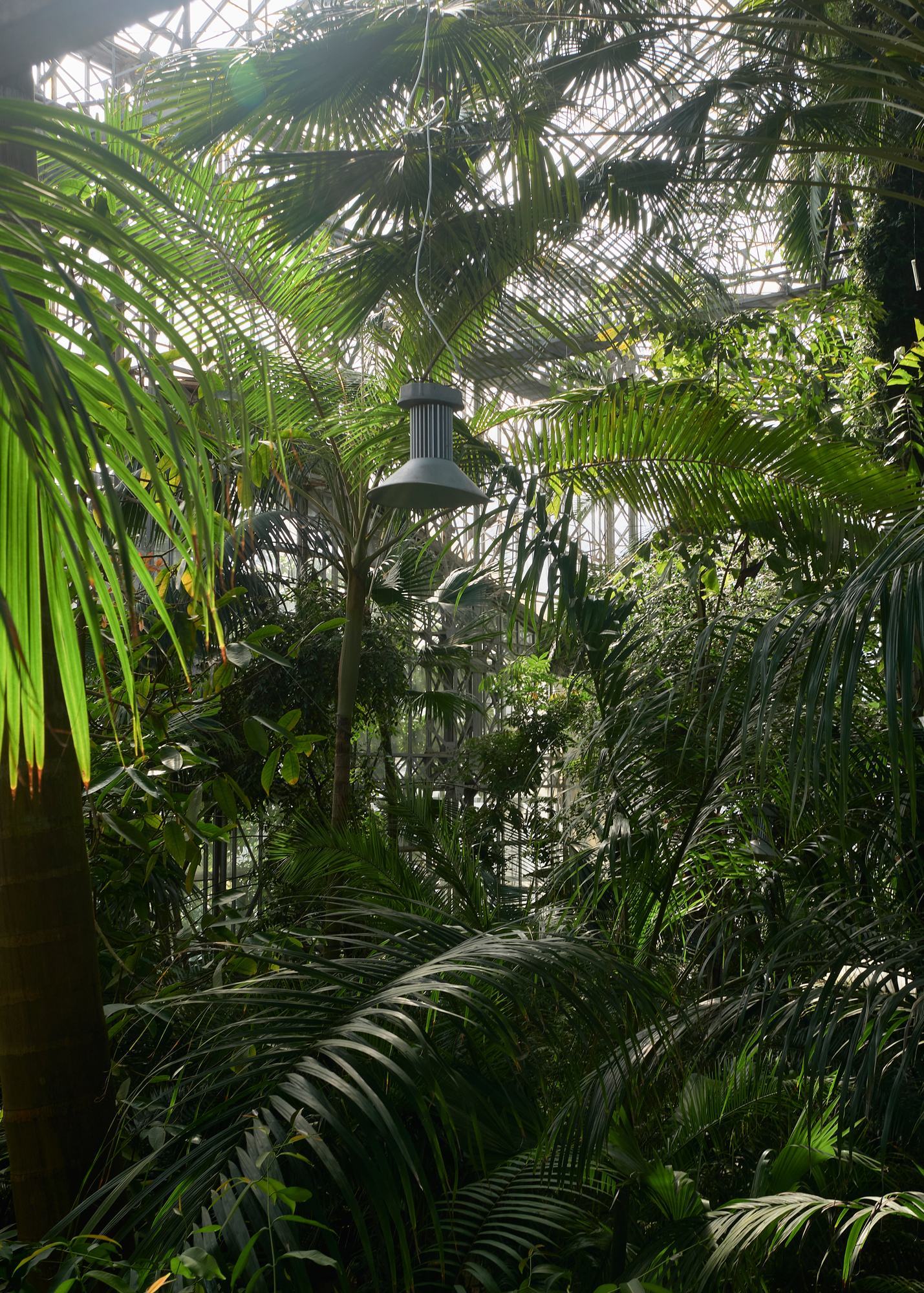 Large palm greenhouse, architecture and interior - My, Architecture, Greenhouse, Botanical Garden, Saint Petersburg, Green, Plants, Tropics, Palm trees, Beautiful, Longpost, Fujifilm