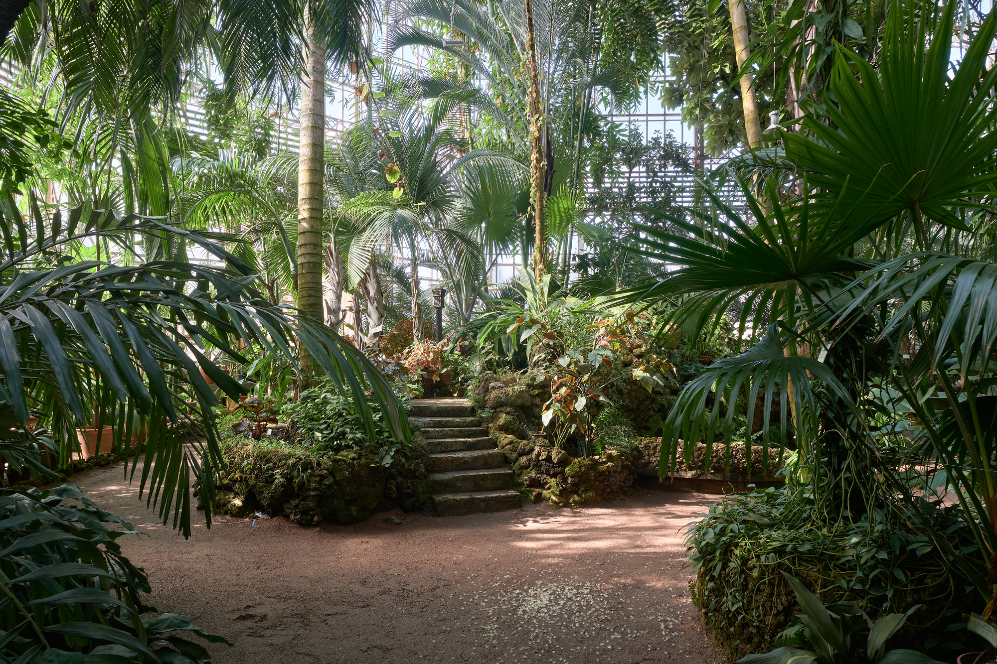 Large palm greenhouse, architecture and interior - My, Architecture, Greenhouse, Botanical Garden, Saint Petersburg, Green, Plants, Tropics, Palm trees, Beautiful, Longpost, Fujifilm