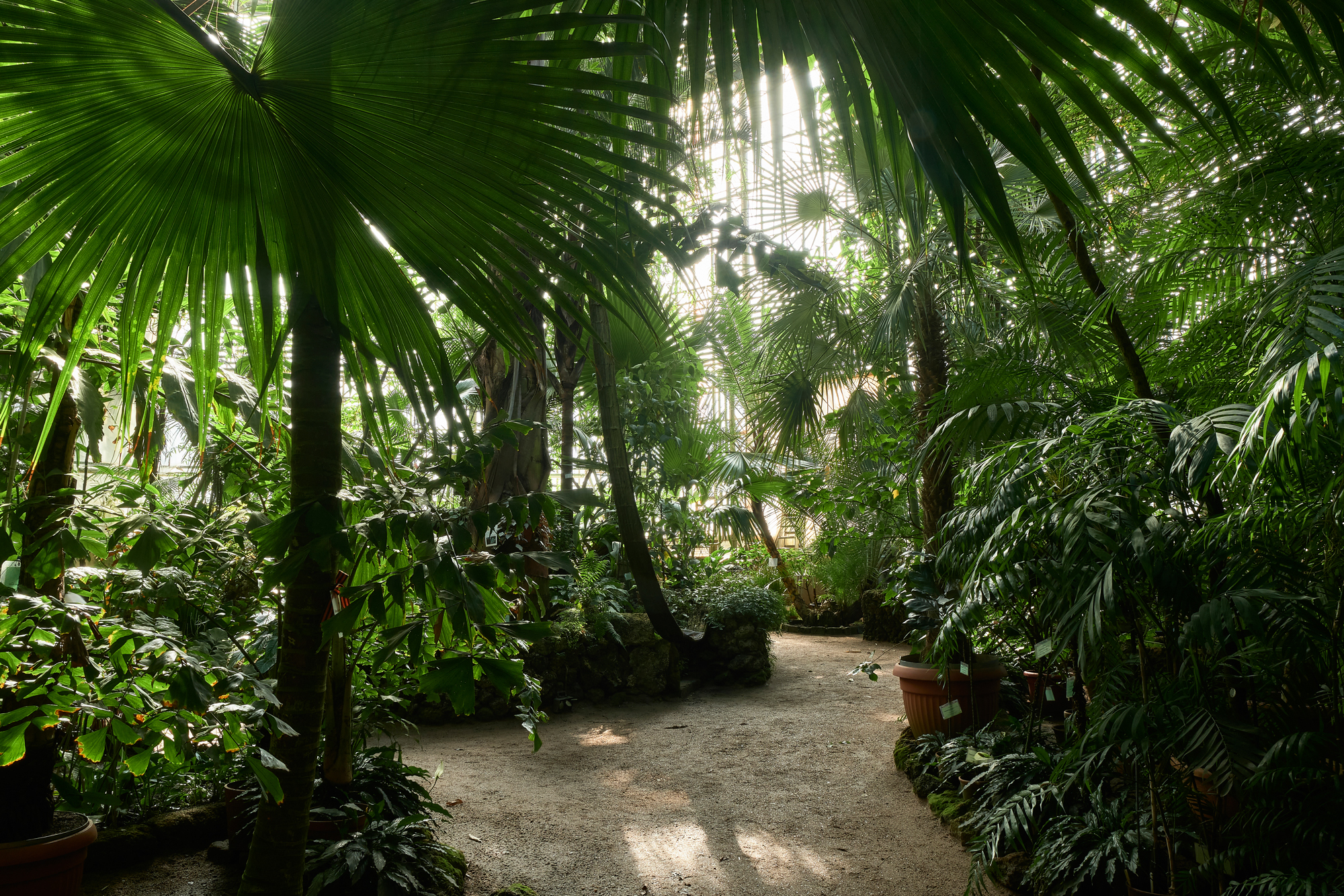 Large palm greenhouse, architecture and interior - My, Architecture, Greenhouse, Botanical Garden, Saint Petersburg, Green, Plants, Tropics, Palm trees, Beautiful, Longpost, Fujifilm