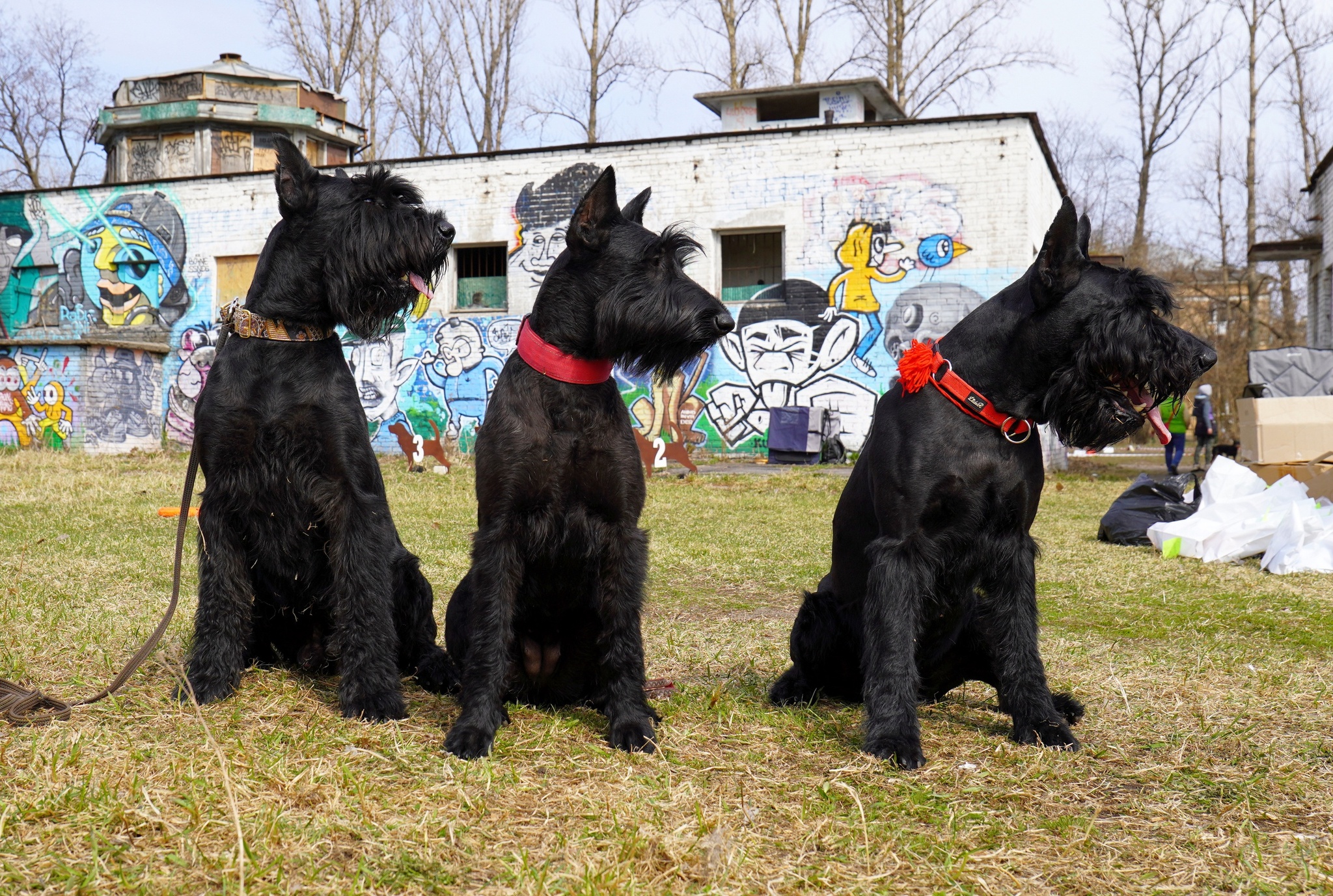 Risen & Co. - My, Giant schnauzer, Pets, Dog, Competitions, Longpost