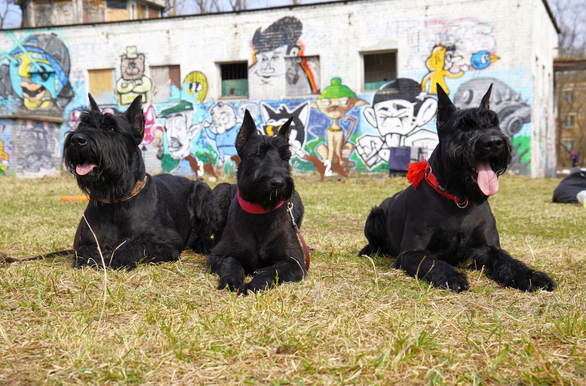 Risen & Co. - My, Giant schnauzer, Pets, Dog, Competitions, Longpost