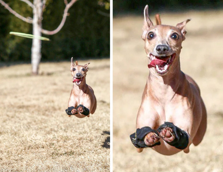 Flying dog - Dog, Flight