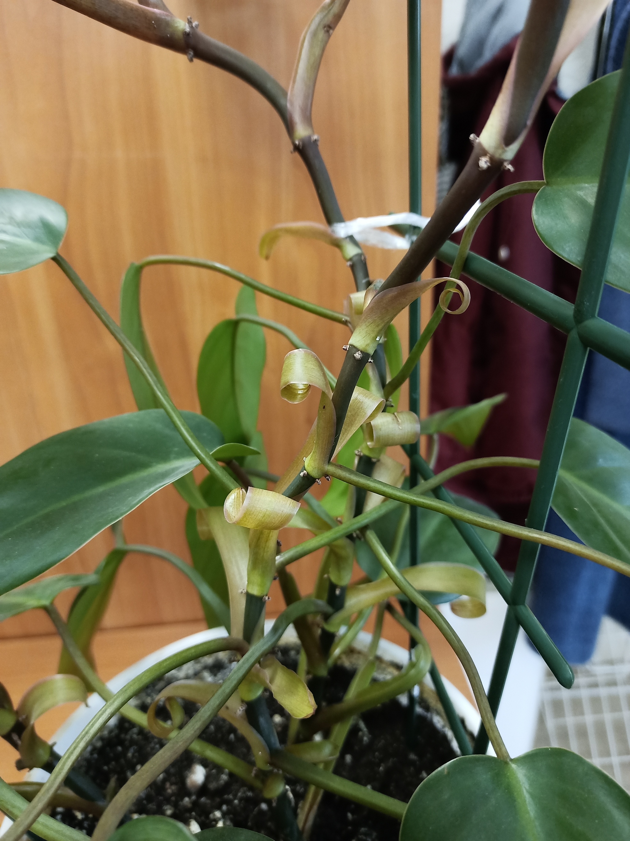 League of Nerds, help - Plants, Houseplants, Longpost, What's this?