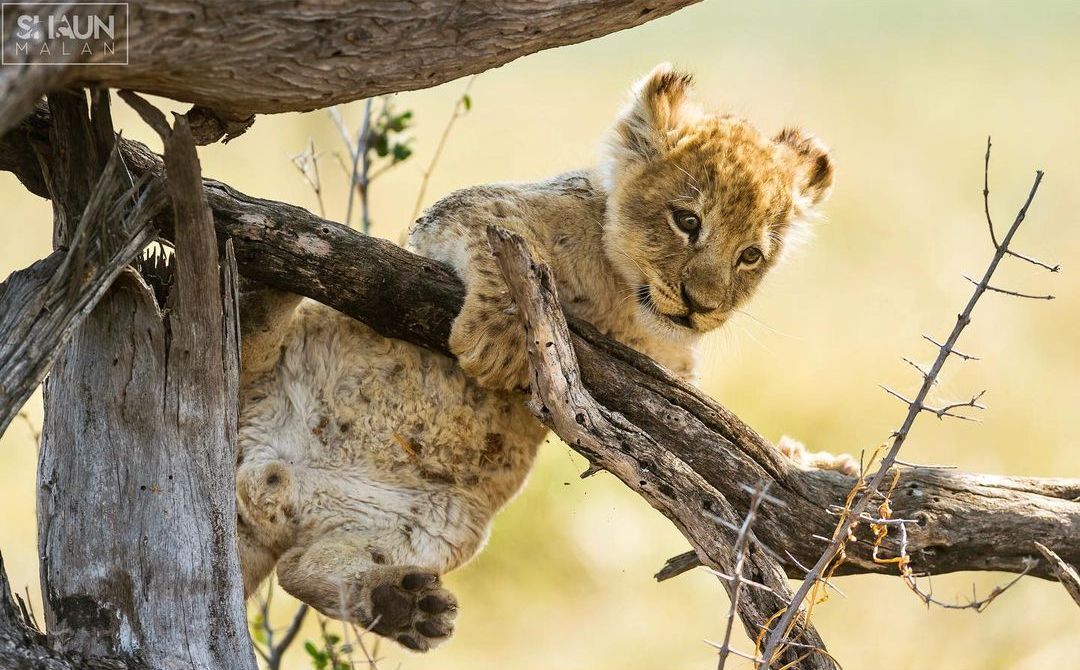 Hold on tight, baby - Rare view, Lion cubs, a lion, Big cats, Cat family, Predatory animals, Wild animals, wildlife, South Africa, The photo, Tree