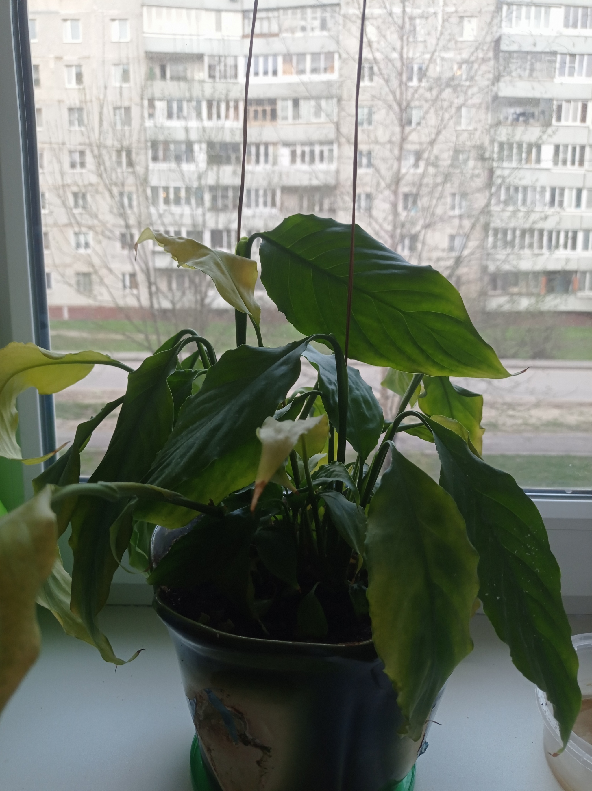 need help from experts - My, Flowers, Houseplants, Longpost, Spathiphyllum, Need advice