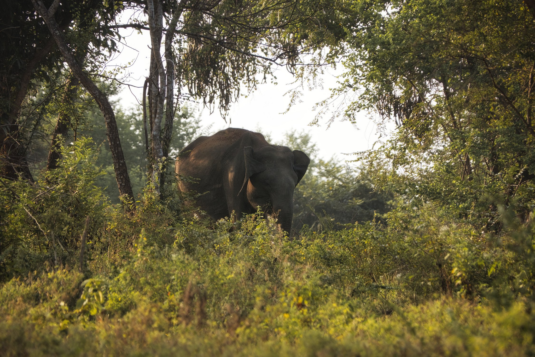 Ceylon elephant - Elephants, Ceylon, Sri Lanka, Island, Southern Asia, Indian Ocean, wildlife, Wild animals, beauty of nature, The photo, National park, Longpost