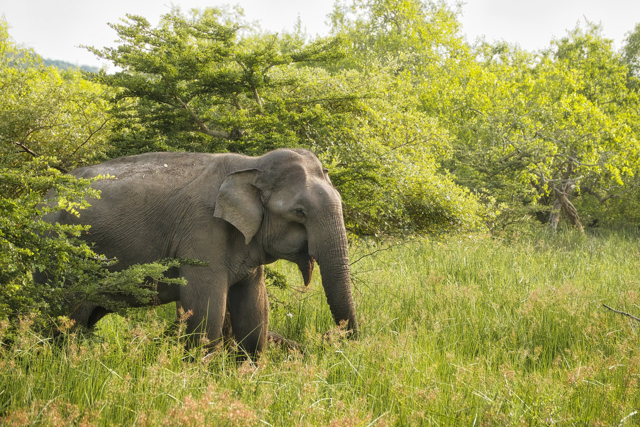 Ceylon elephant - Elephants, Ceylon, Sri Lanka, Island, Southern Asia, Indian Ocean, wildlife, Wild animals, beauty of nature, The photo, National park, Longpost