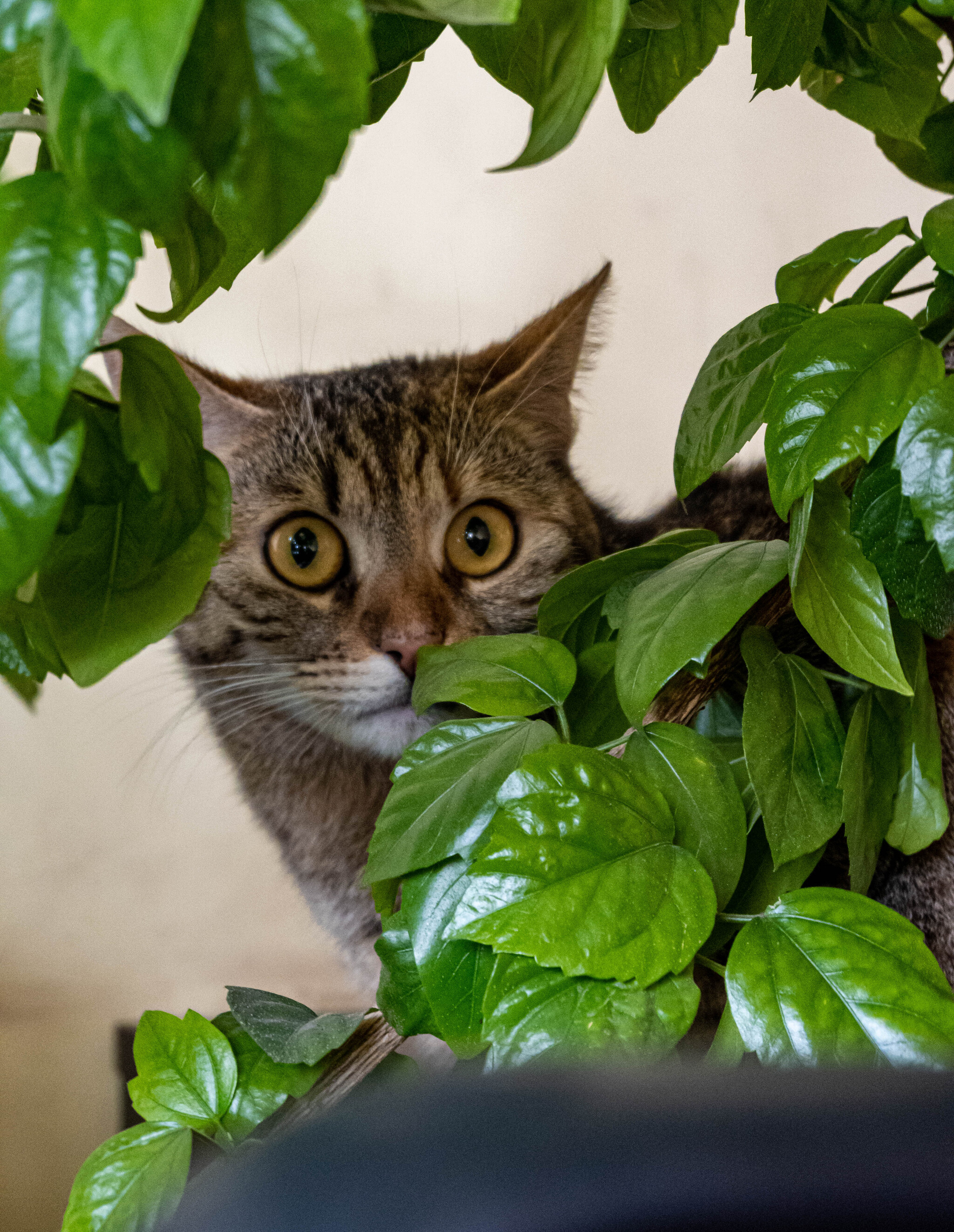 Hide and seek - My, Animals, cat, The photo, Longpost