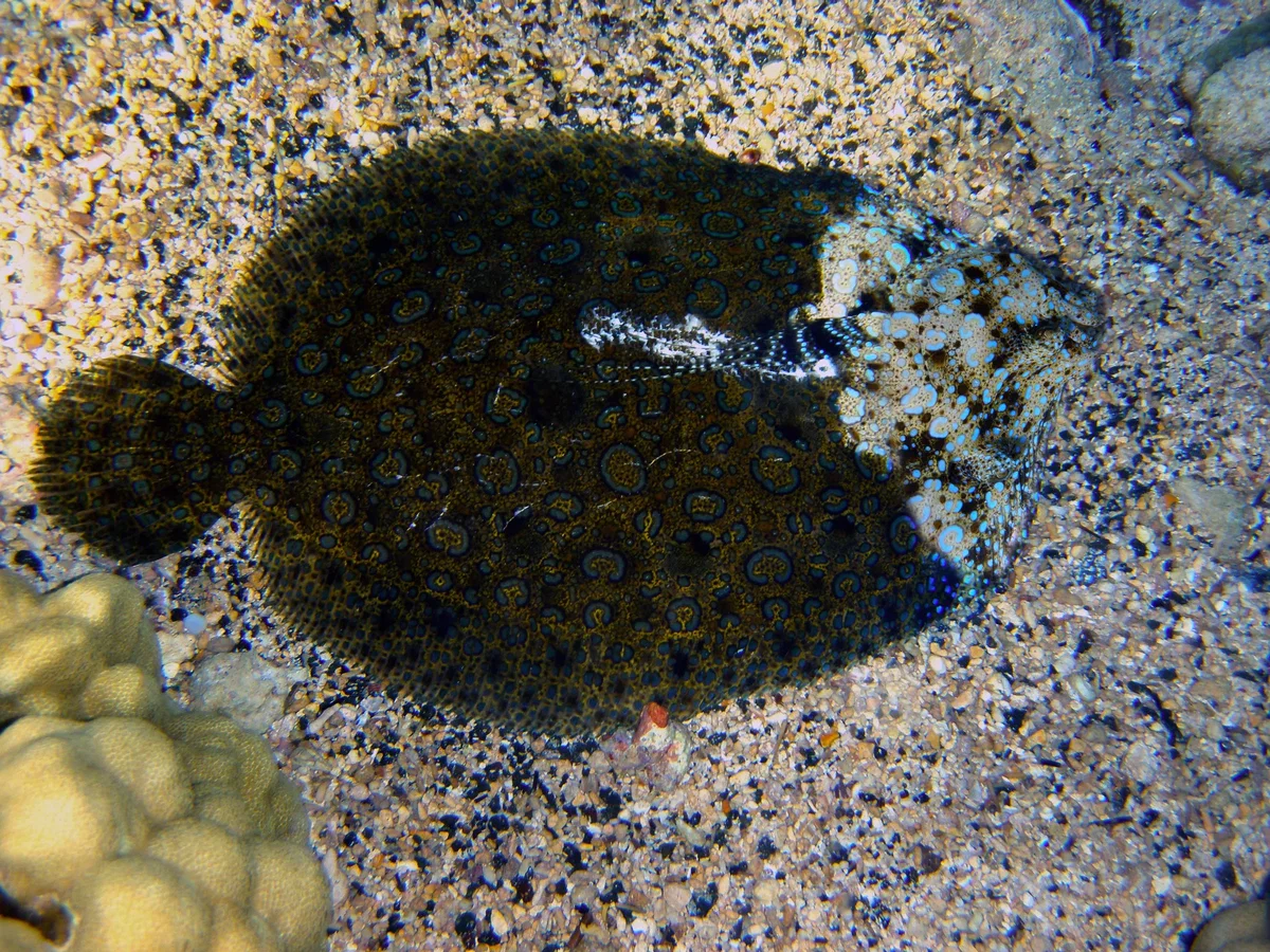 Flounder Peacock: A chameleon fish that has texture bugs. Colors don't fit properly and the fish seems broken - Plaice, Animal book, Yandex Zen, Marine life, Longpost