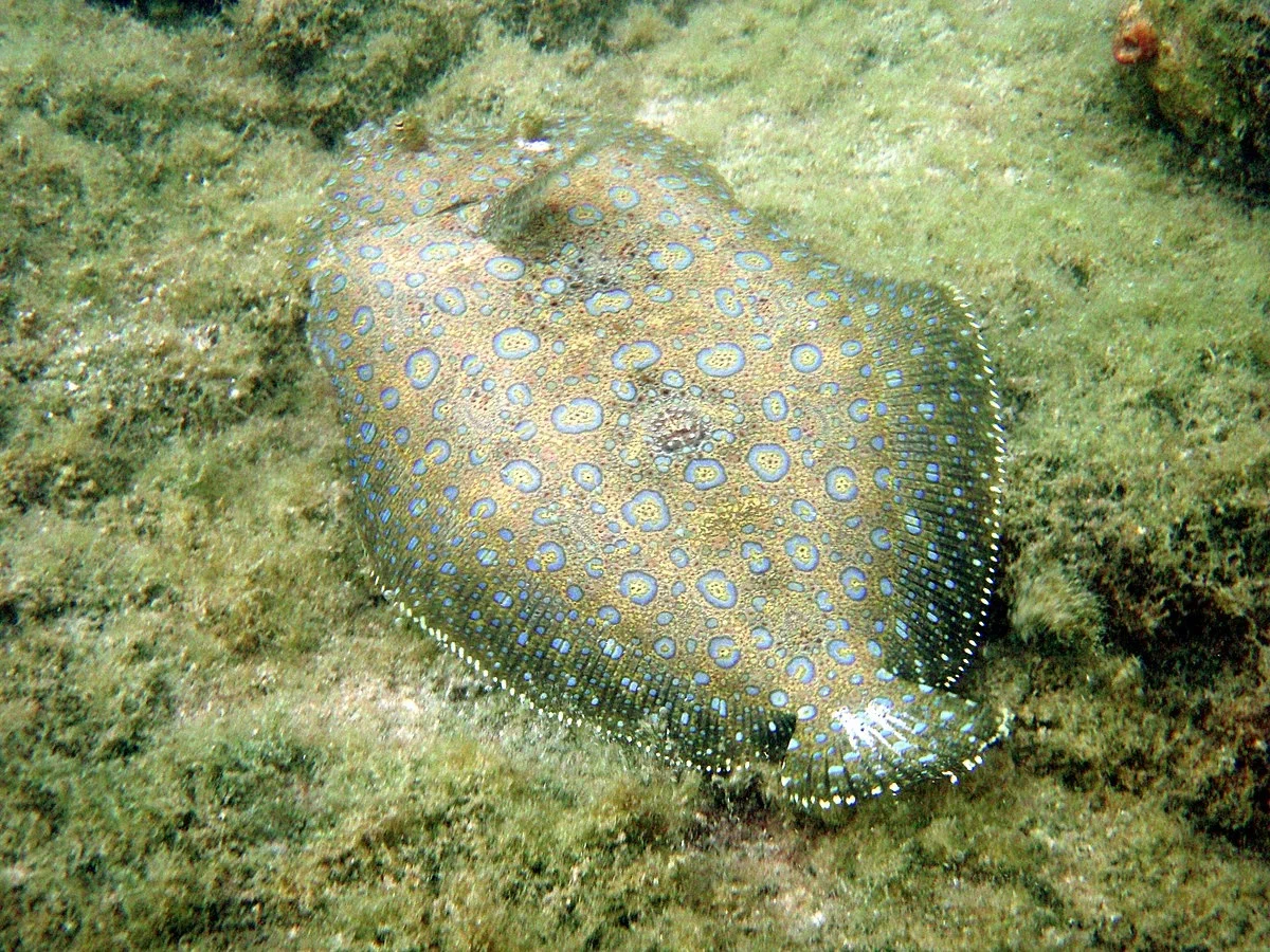 Flounder Peacock: A chameleon fish that has texture bugs. Colors don't fit properly and the fish seems broken - Plaice, Animal book, Yandex Zen, Marine life, Longpost