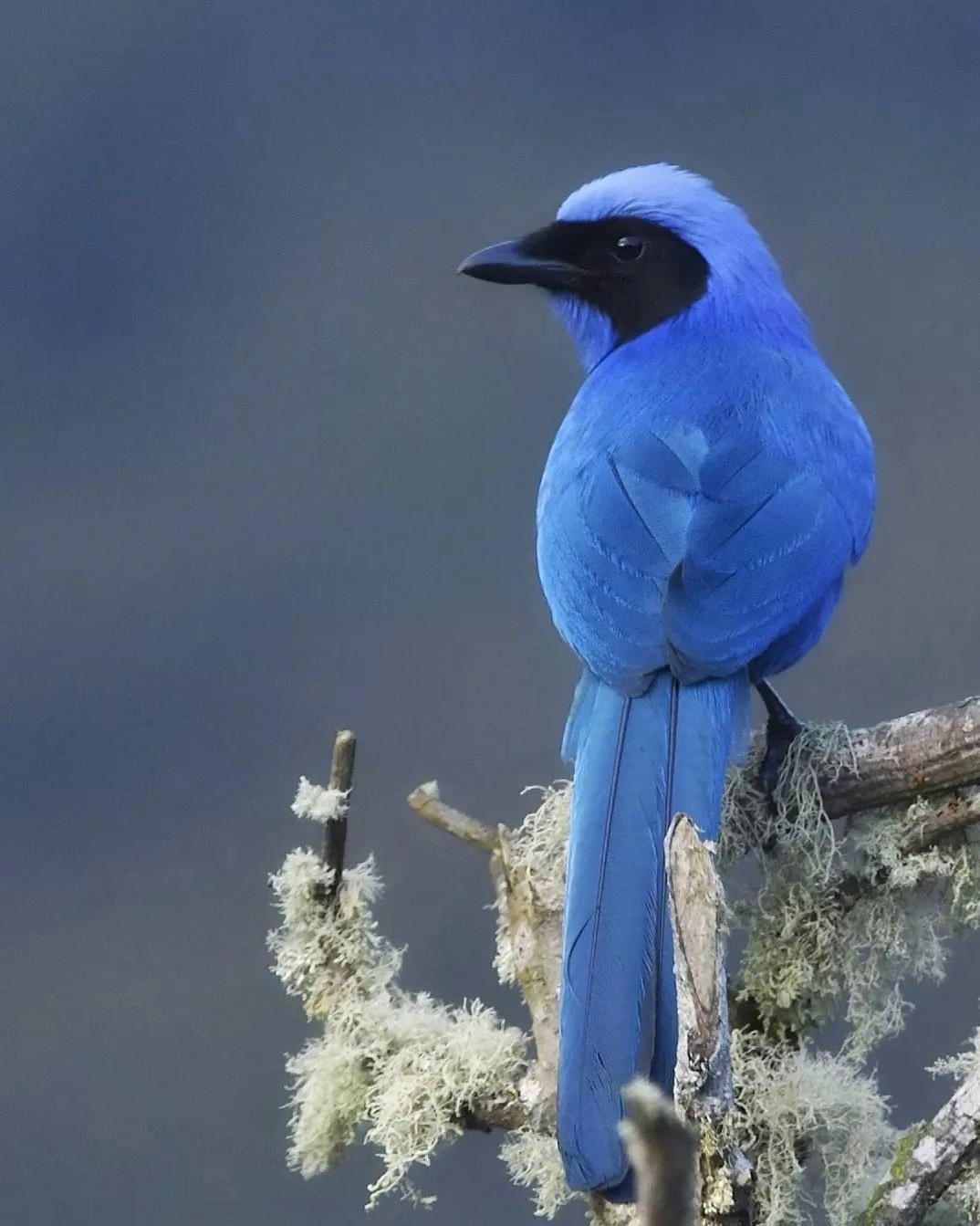 Black-cheeked jay - Jay, Birds, Nature, beauty of nature, The photo, beauty