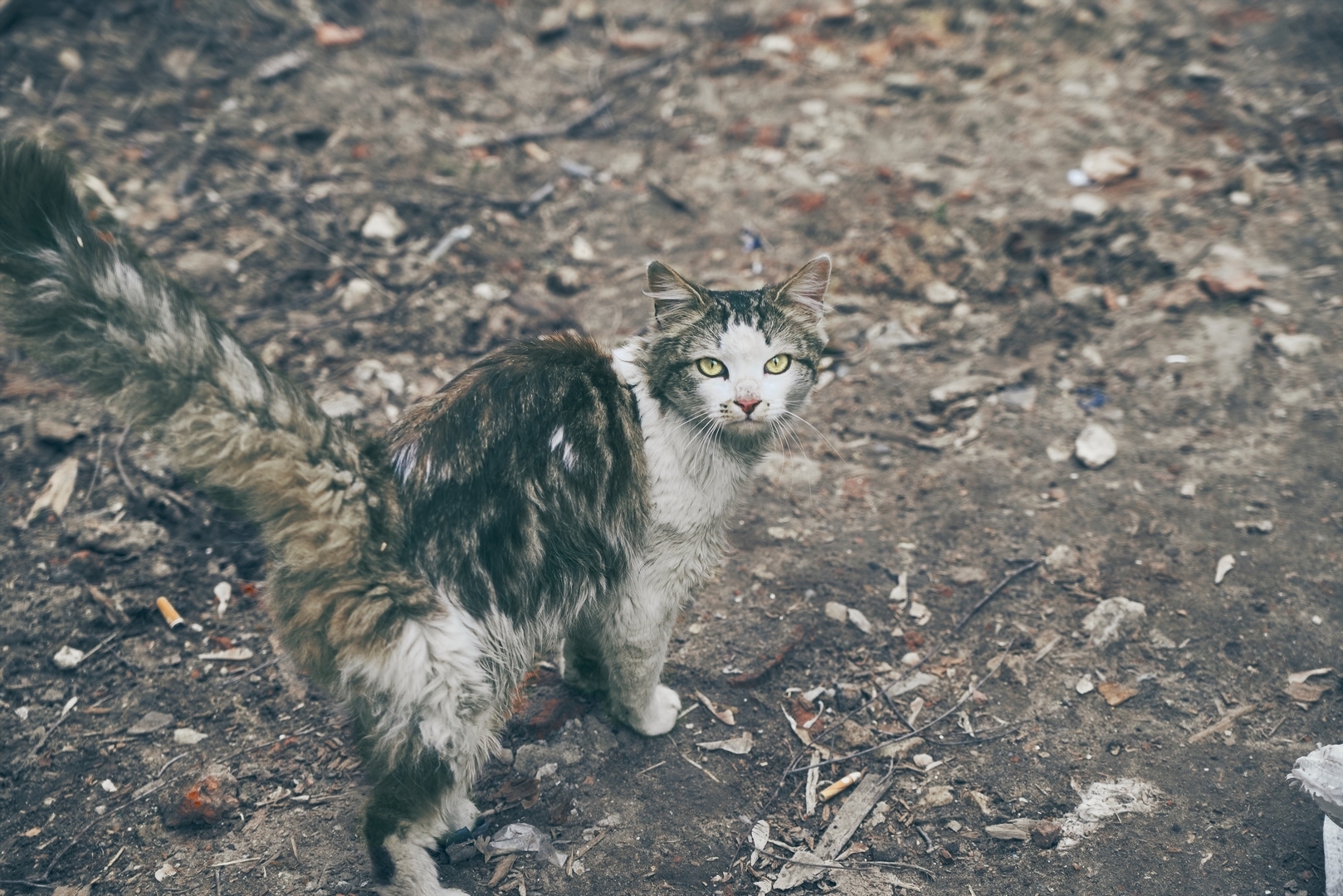 Соседи исчезли, остались животные - Моё, Кот, Собака, Nikon, Tamron, Lightroom, Capture One, Фотография, Саратов