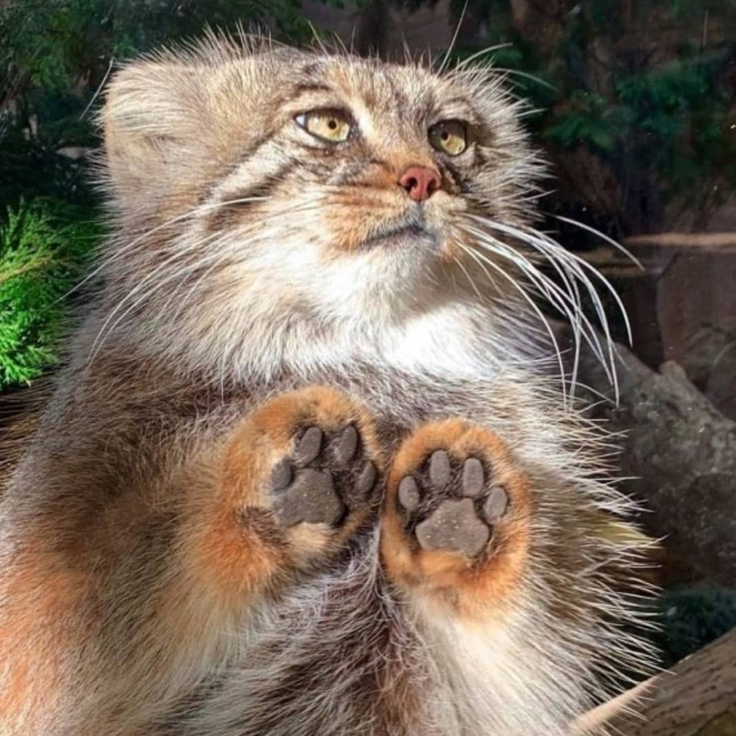 Only the legs of the manul are cuter than the manul - Pallas' cat, Wild animals, Zoo, Paws, Longpost, Small cats, Cat family, Predatory animals, Fluffy