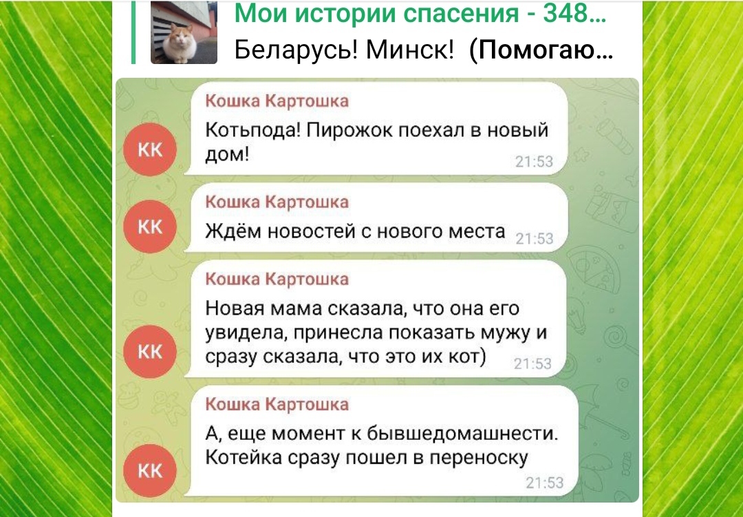 Продолжение поста «Котик Пирожочек остался на улице после того, как его  хозяйка пенсионерка умерла. Ему очень нужен дом. Минск» | Пикабу