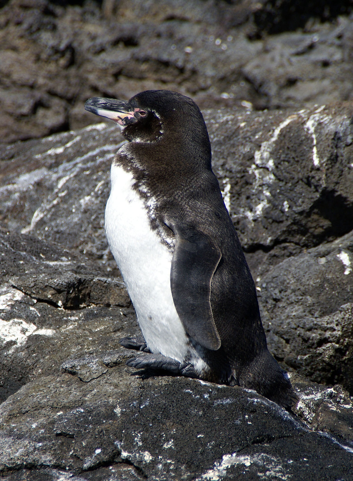 Amazing inhabitants of the Galapagos Islands - Penguins, Nature, Water, A life, Marine life, Birds, Galapagos Islands, Longpost