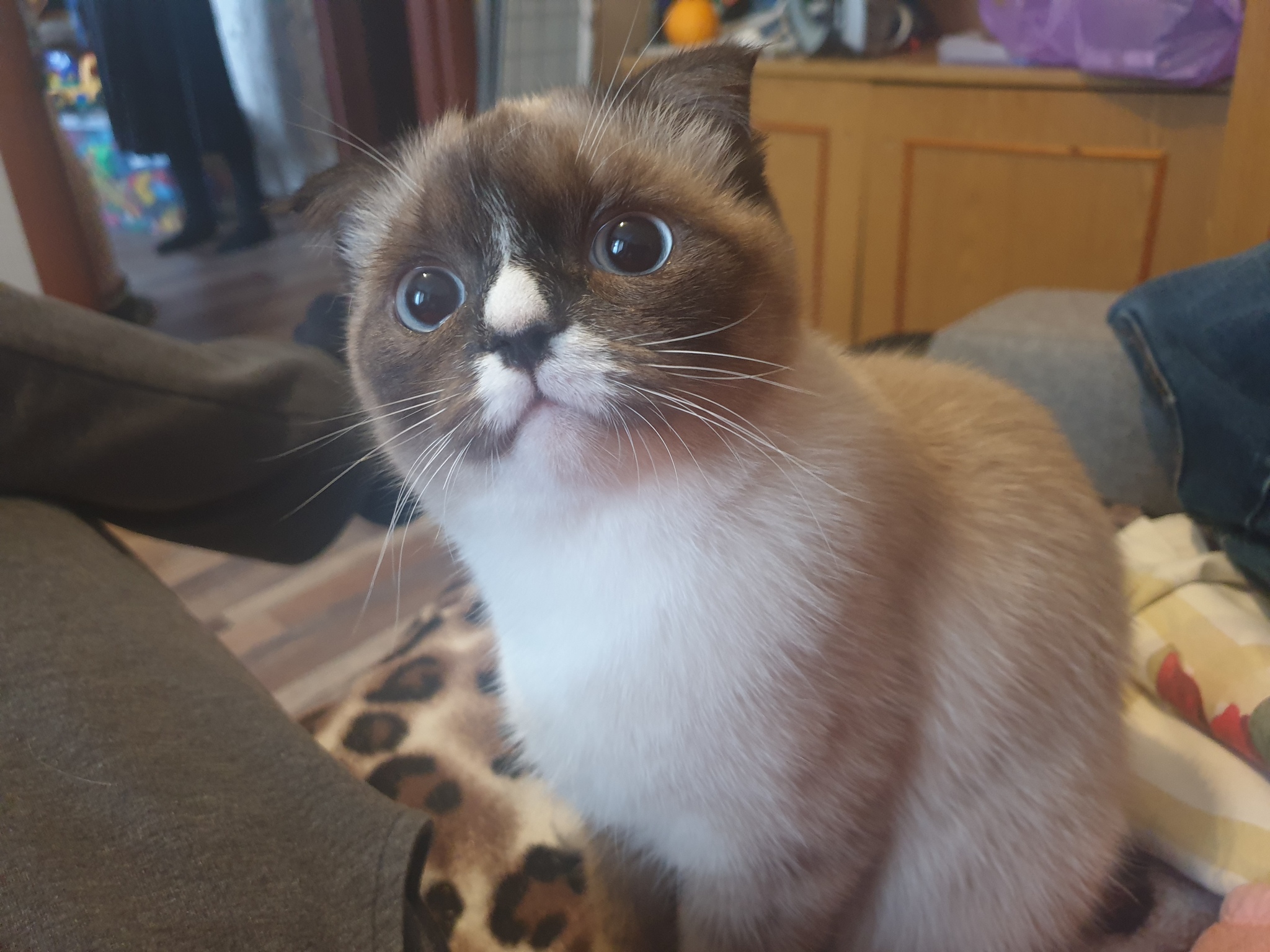 Found an old photo - cat, Kittens, Scottish lop-eared, Milota