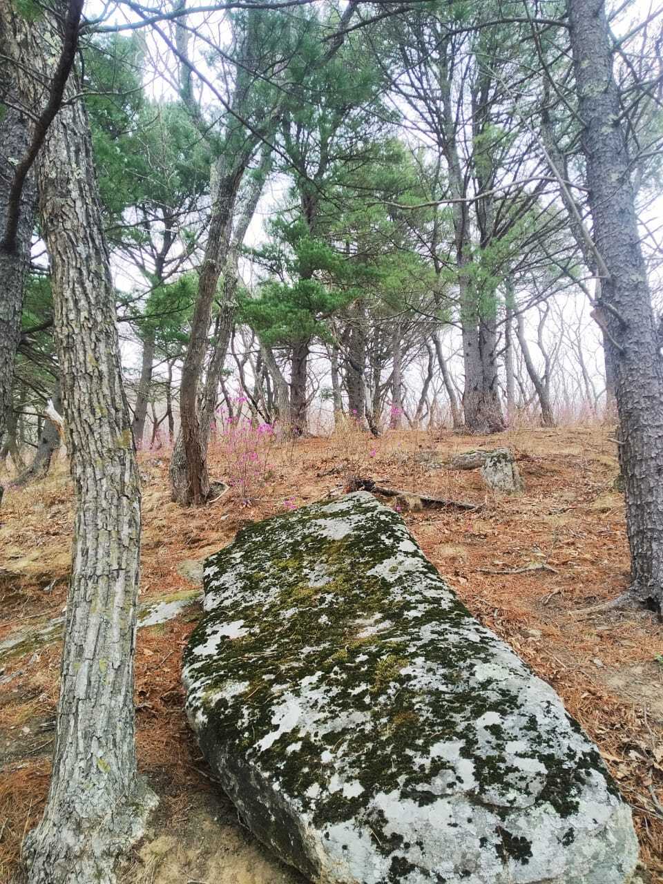 Primorsky Krai, Cape Laplace - My, Primorsky Krai, Дальний Восток, Sea, Rhododendron, Travels, The rocks, Longpost, beauty of nature