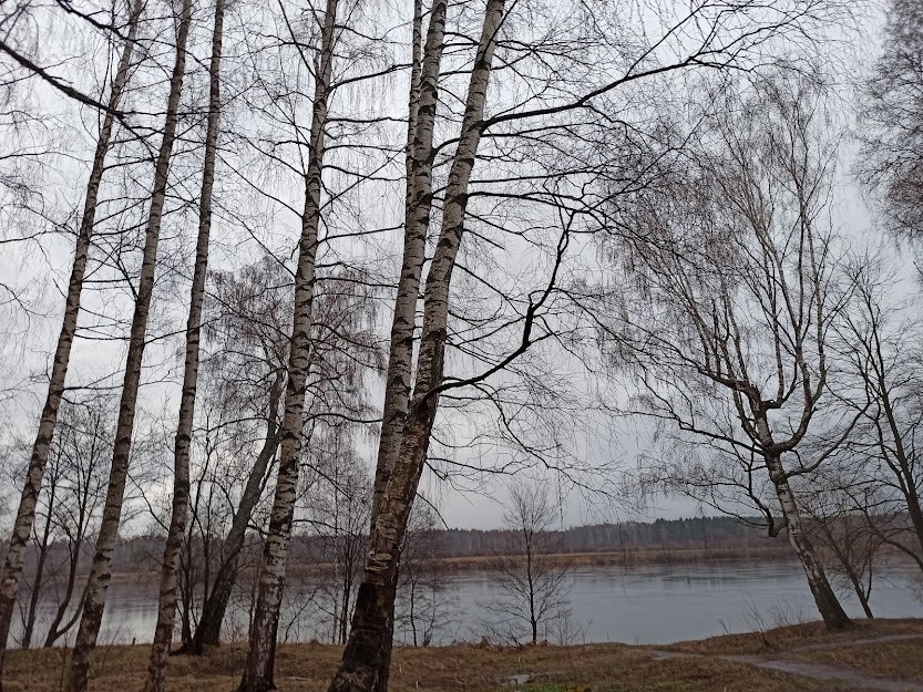 Birch Grove, Tver - My, Garbage, Ecology, Nature, Tver, Longpost