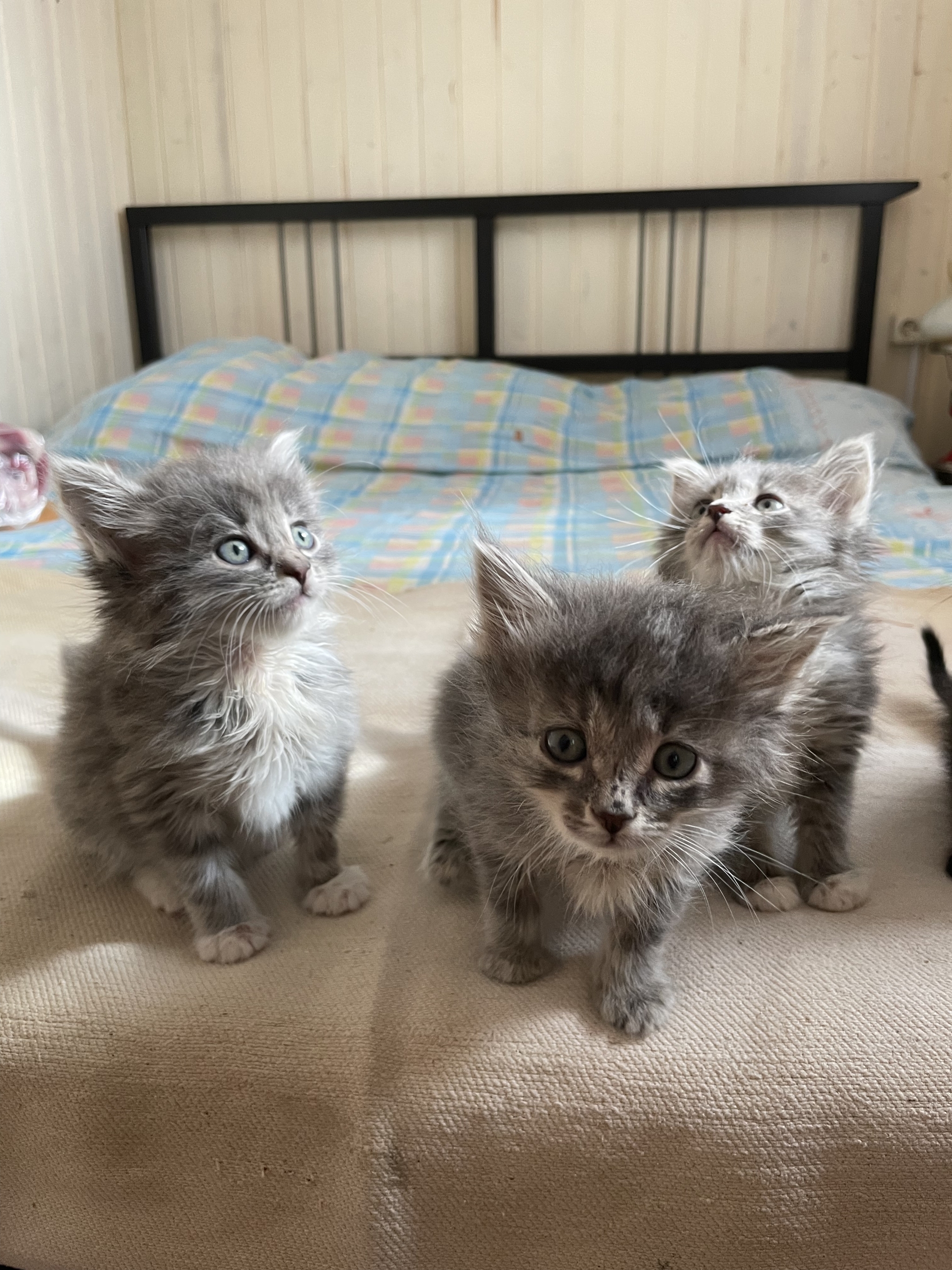 Help save kittens - My, Kittens, Help, Longpost, cat, No rating, In good hands