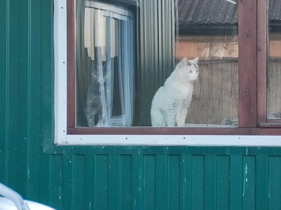 Family - My, cat, The photo