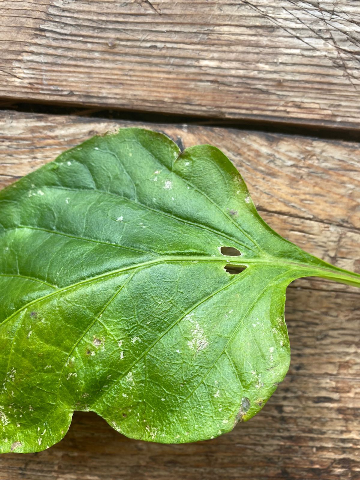 Jalapeno pepper got sick - My, Hot peppers, Jalapeno, Disease, Pests, Treatment, Longpost