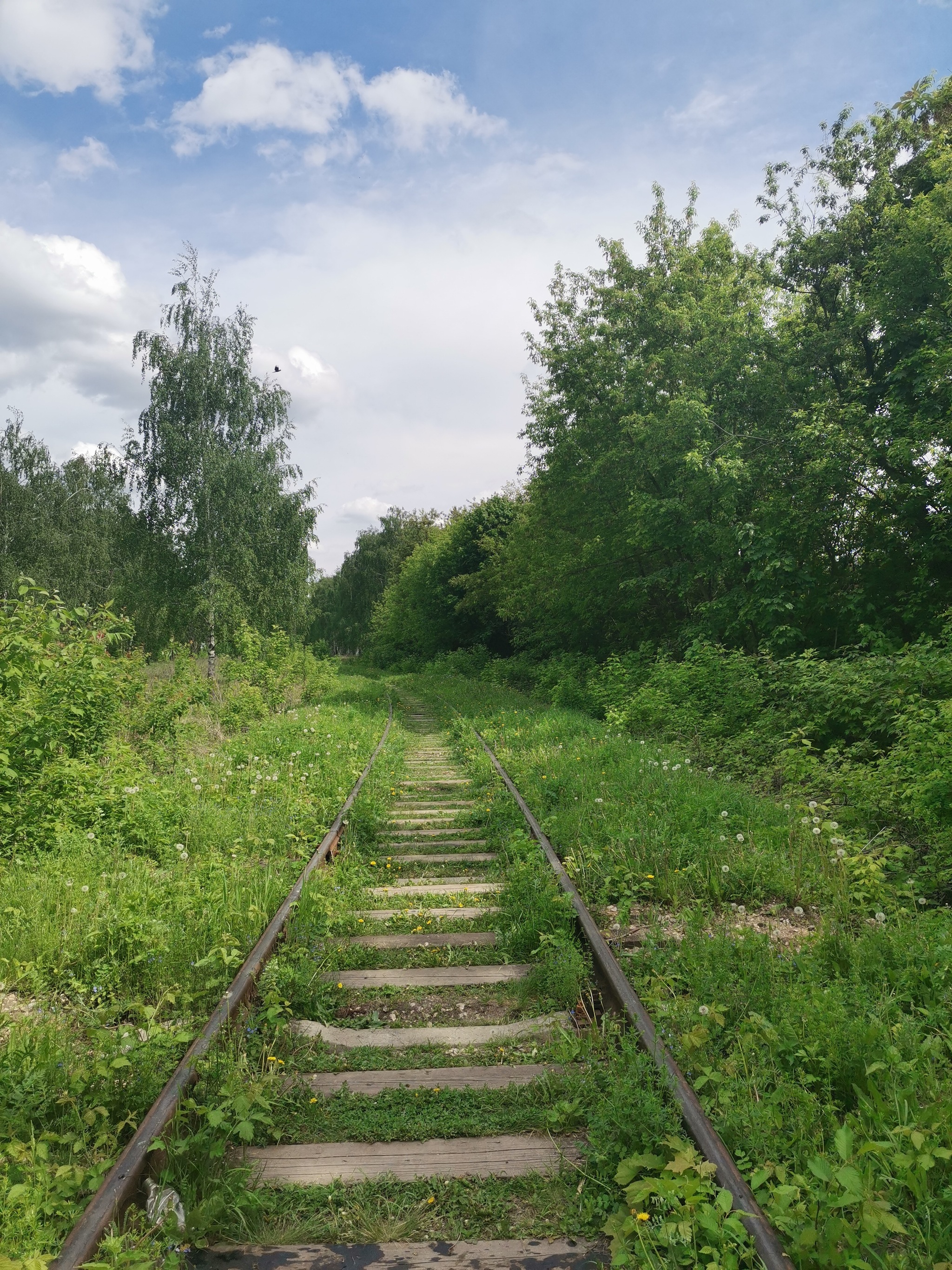 The Road into the Distance - My, Mobile photography, Nature, Railway