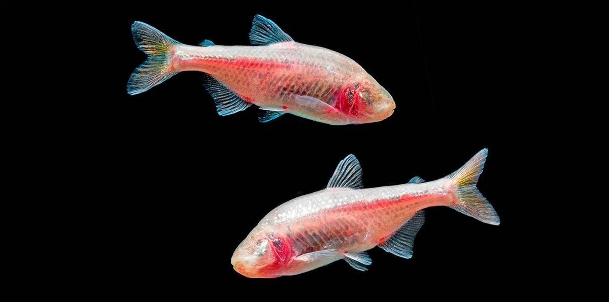 Mexican tetra: This fish has traded the sun's lakes for dark caves. She became transparent and her eyes overgrown. - Tetra, A fish, Animal book, Yandex Zen, Longpost