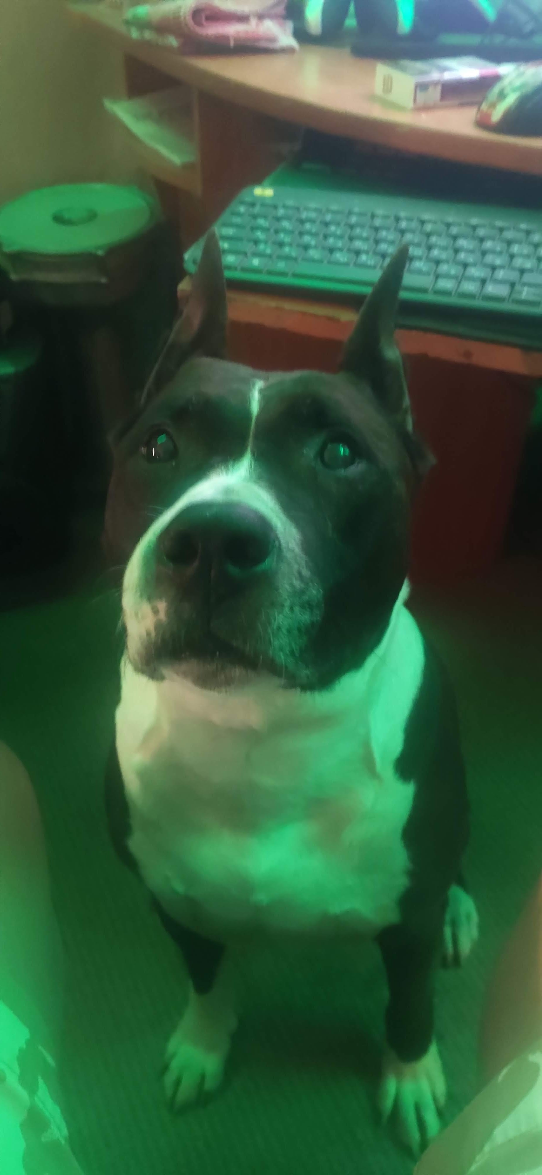 Rest in peace my friend - My, Obituary, Damn ninjas are cutting onions, Dog, Amstaff, Longpost