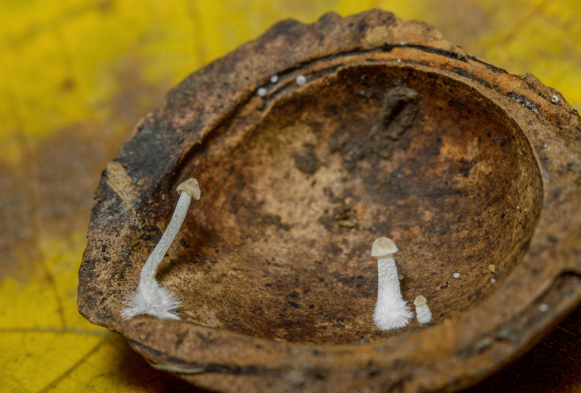 Autumn Macro Hunt - My, The photo, Macro photography, Nikon, Nature, Nikon d3100, Industar