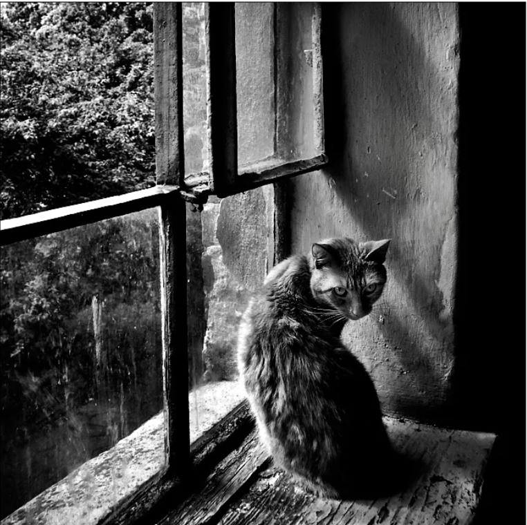 Одинокий кот. Одиночество котик. Одинокая кошка. Грустная кошка.