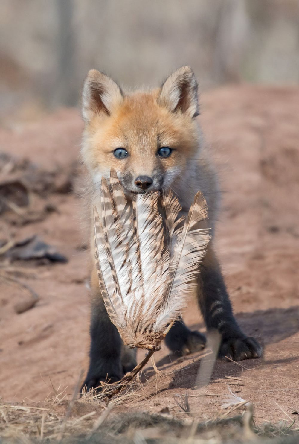 Little Trophy ^.^ - The photo, Animals, Fox