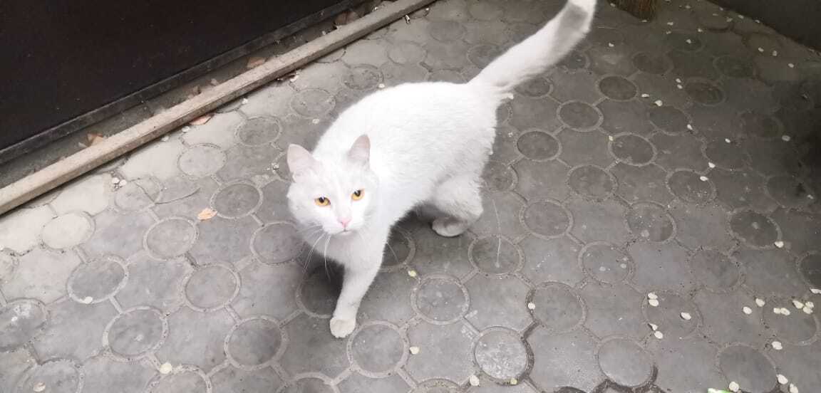 Looking for a cat's home. Almaty - Pets, cat, In good hands, Almaty, Helping animals, No rating, Longpost